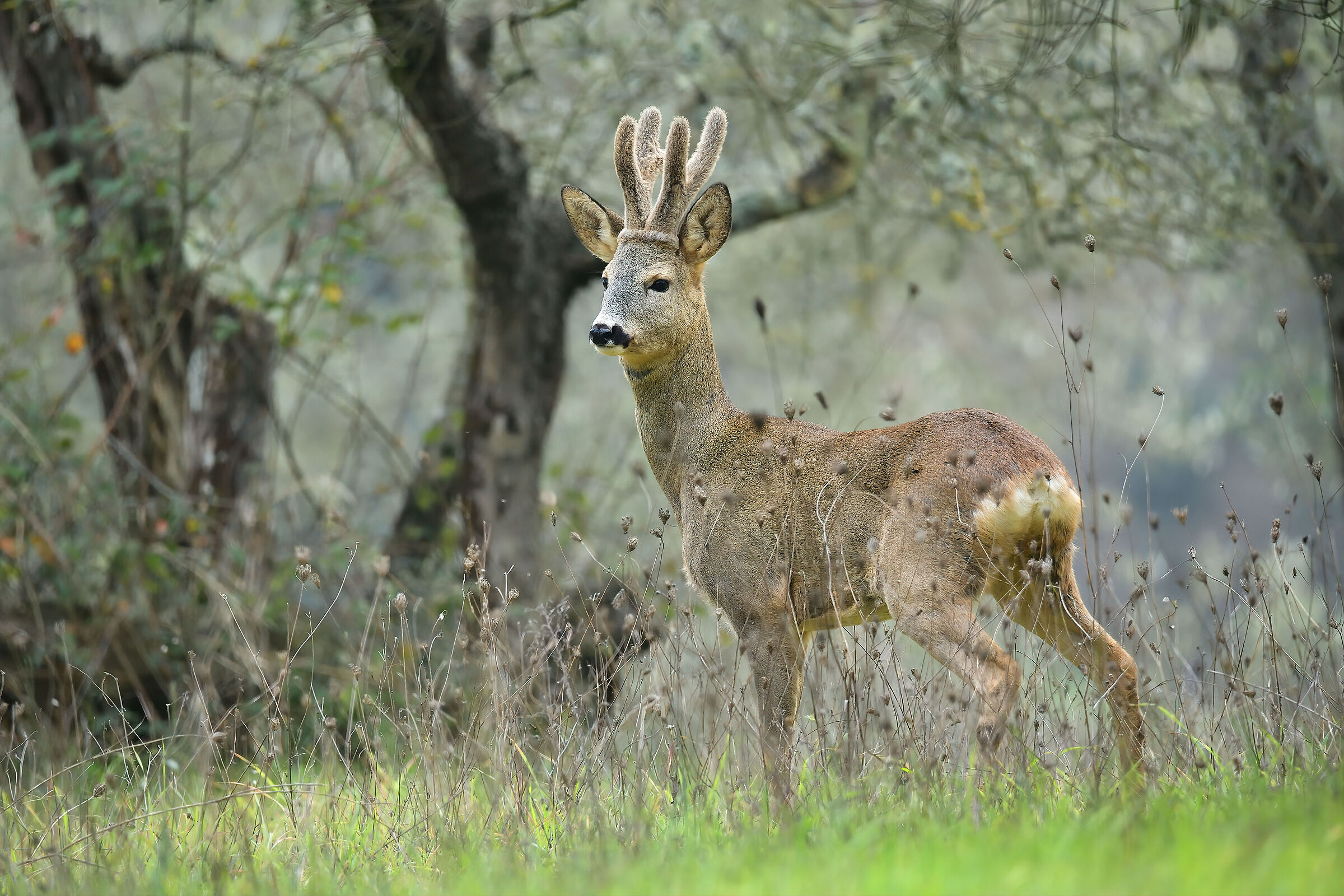 Roe deer m.
