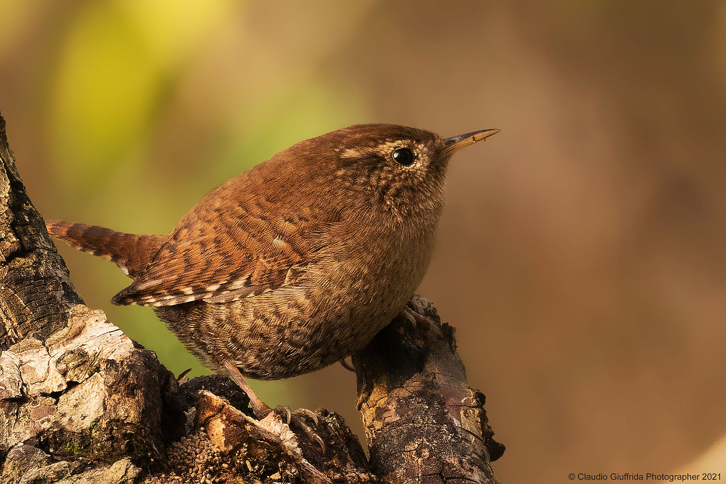 Troglodytes troglodytes