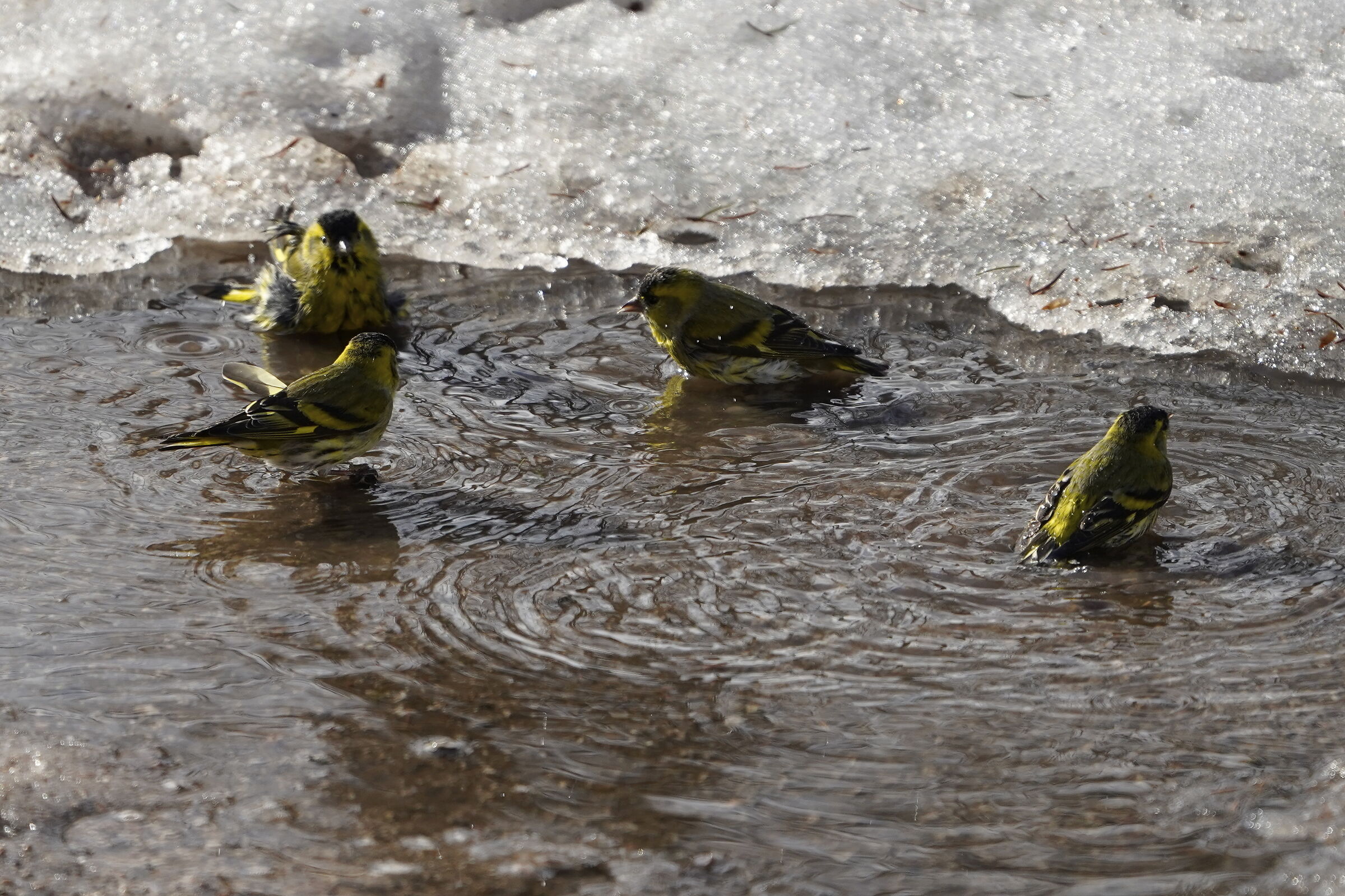 lucherini winter bath