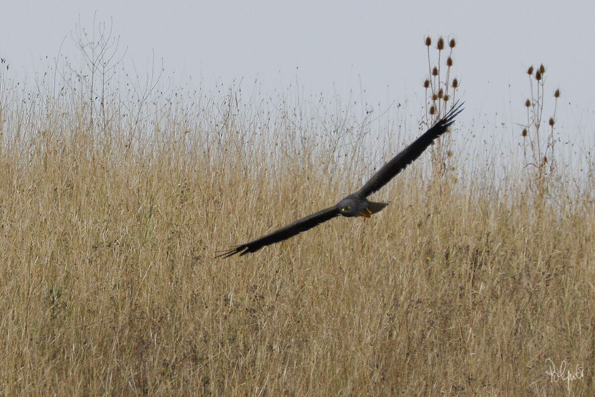 Albanella Minore in Black