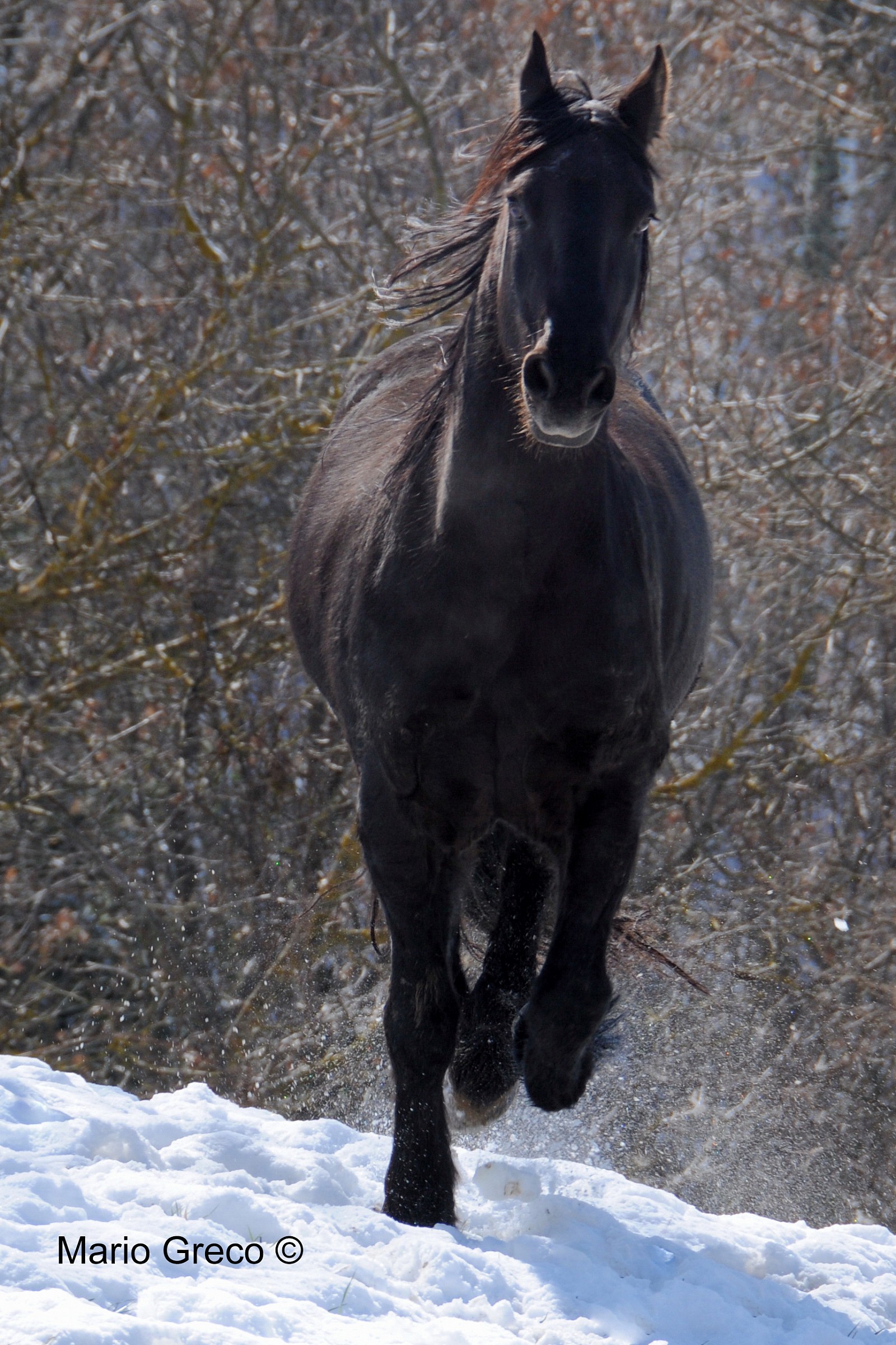 Simon  lo Stallone Silano