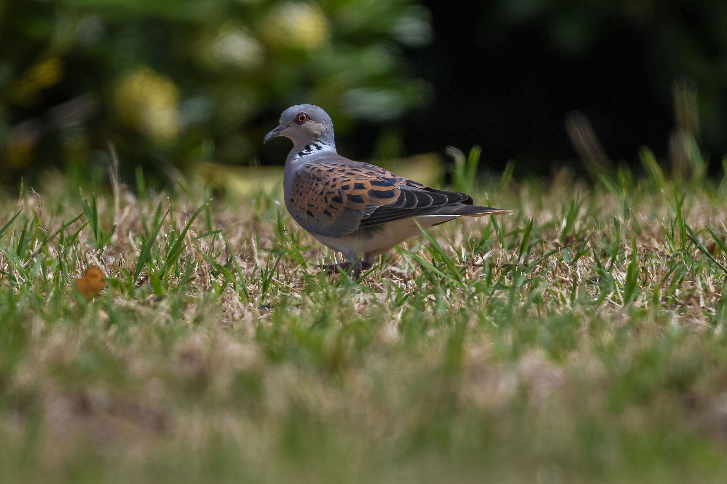 Wild dove - April 2019 Ventotene