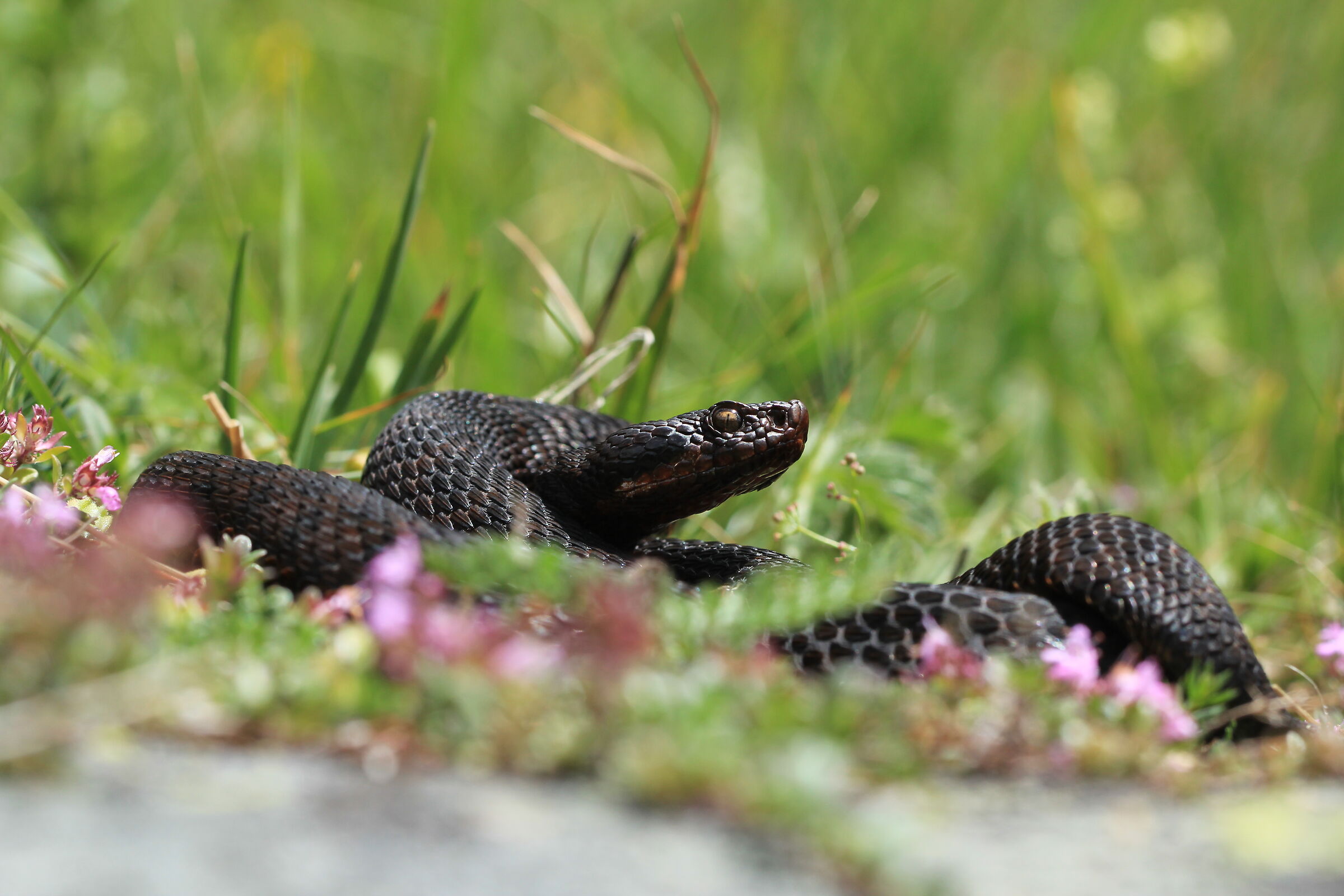 Vipera aspis aspis ex atra, femmina