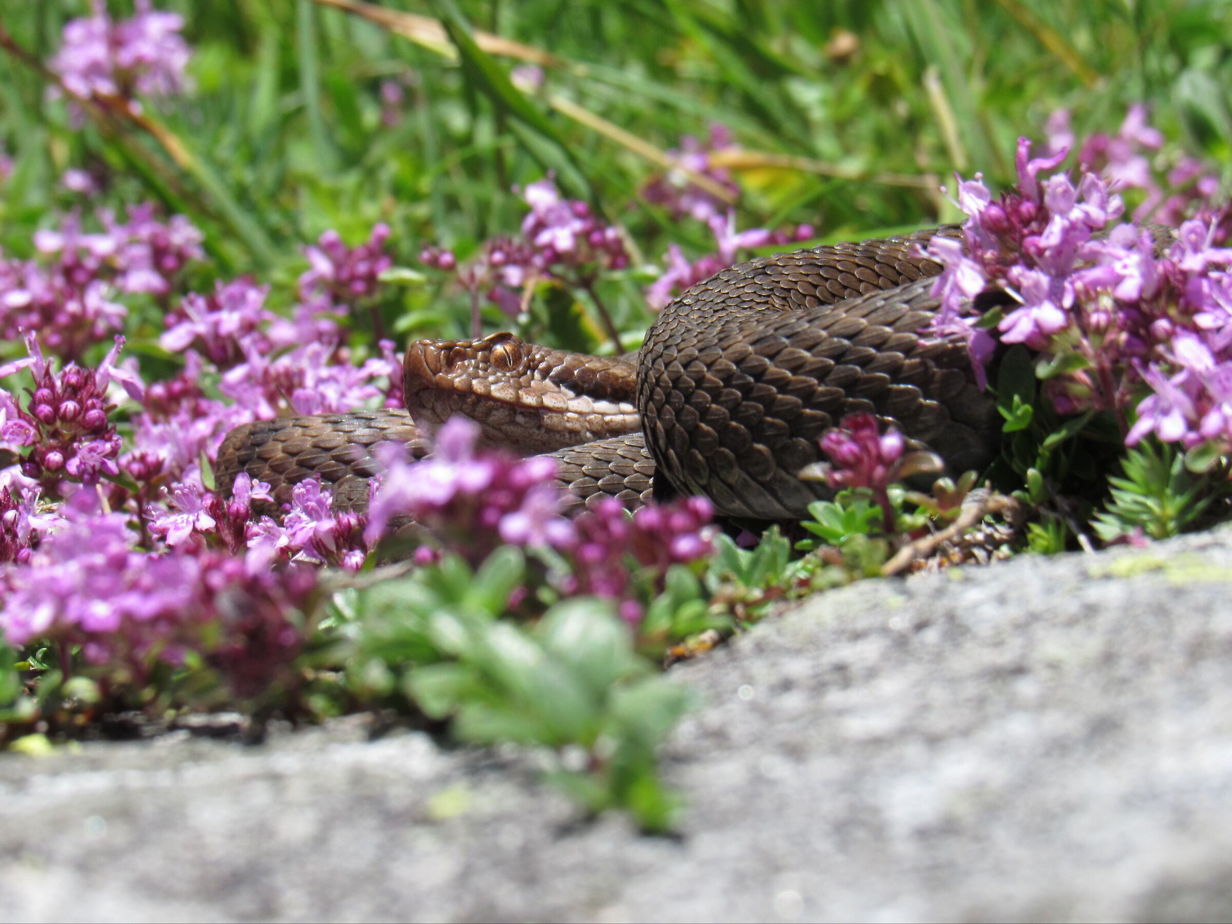 Vipera aspis aspis ex atra, femmina