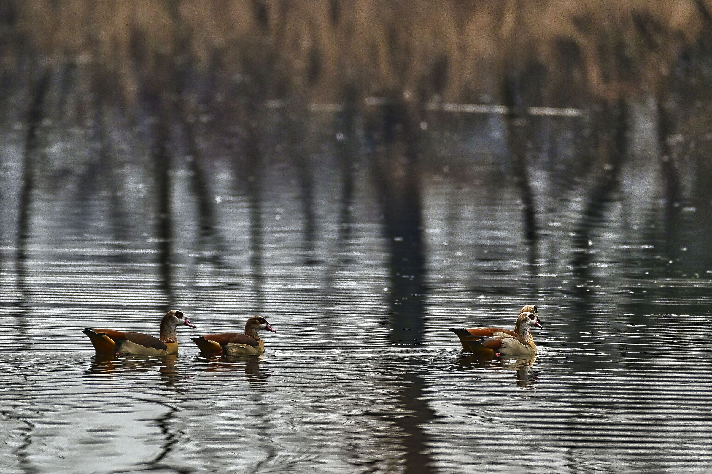 Egyptian geese