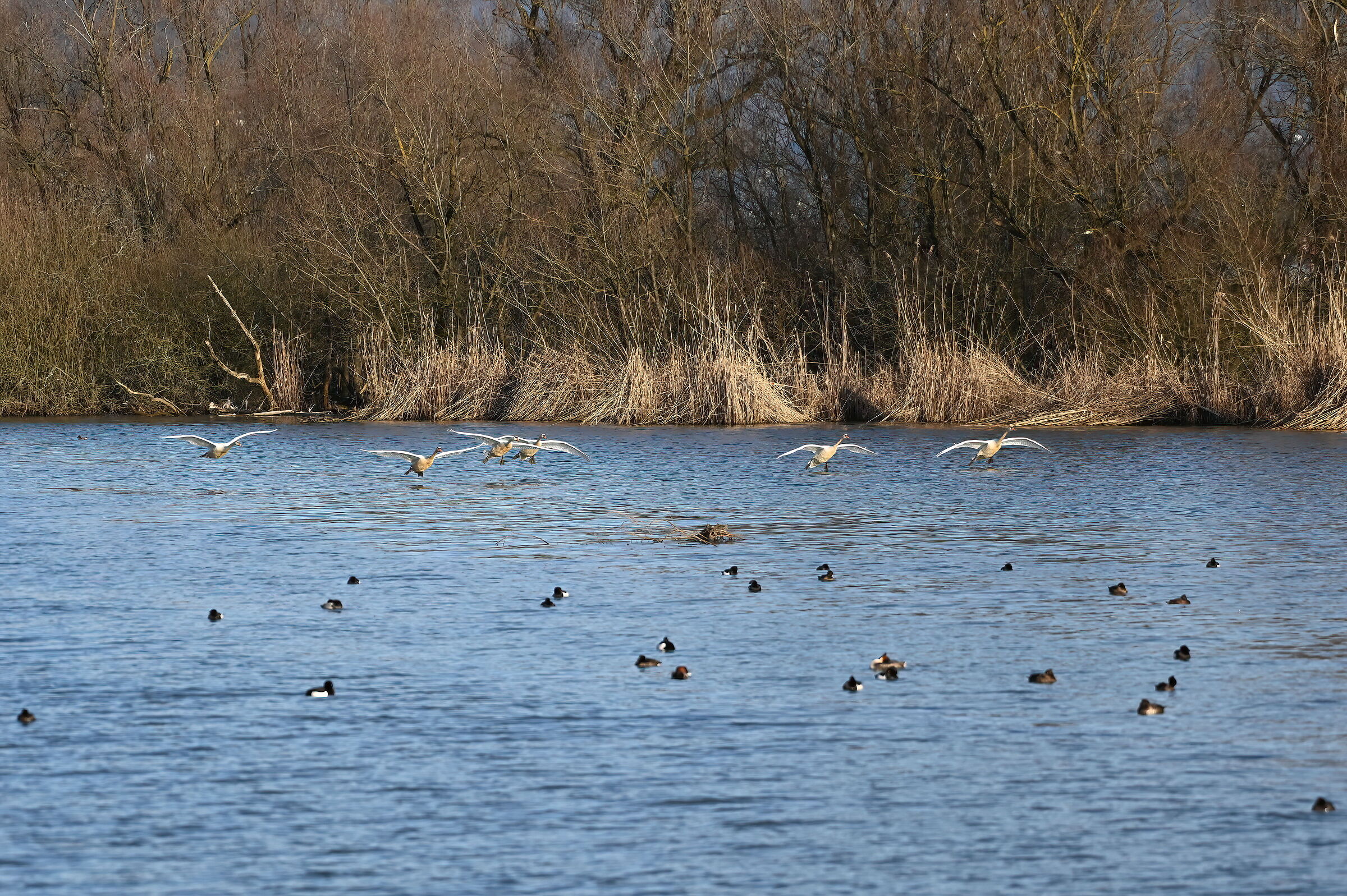 Swans Royals group flight Magadino Switzerland