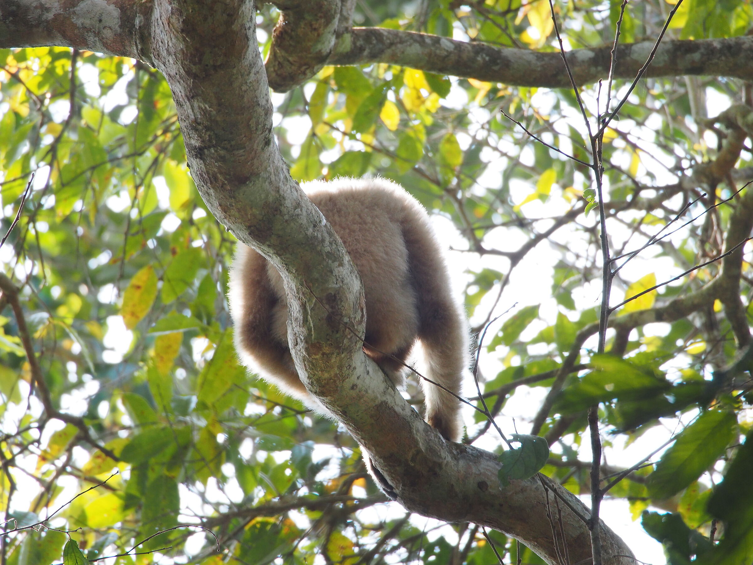 Maschio di gibbone bianco
