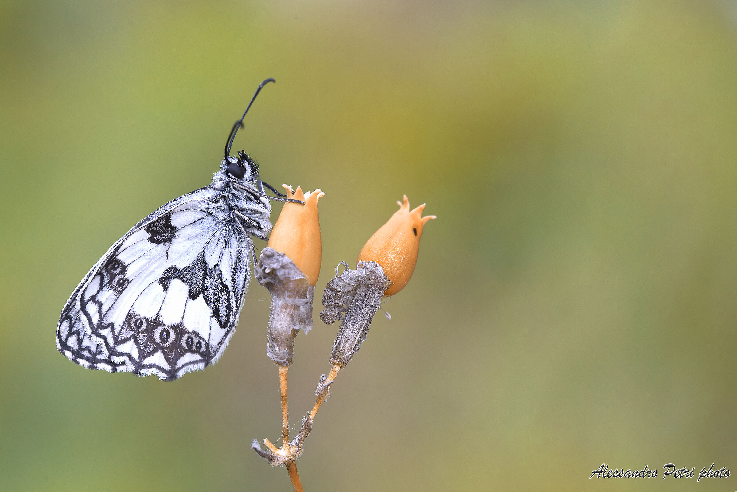 Melanargia galathea