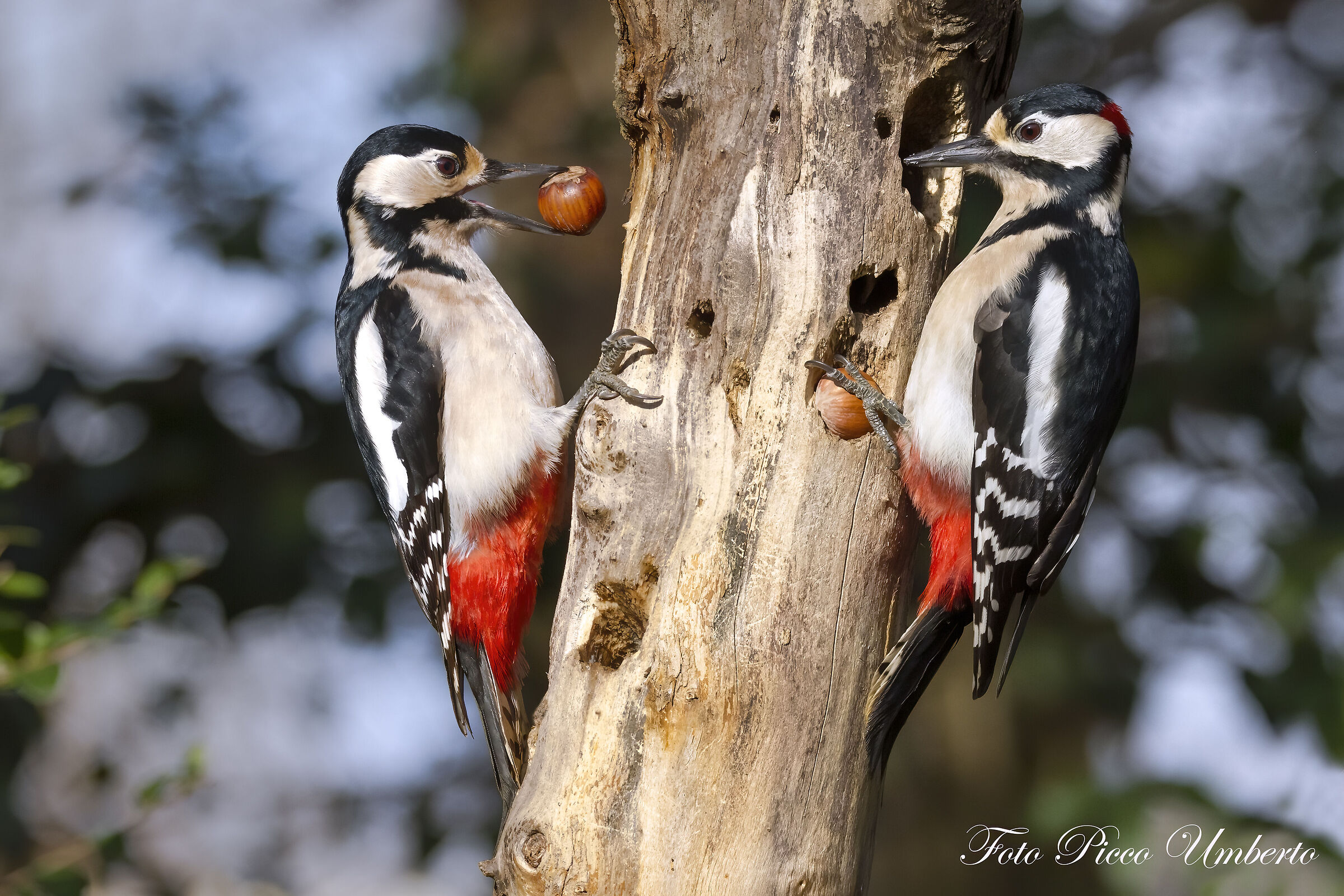 GREATER RED WOODPECKER