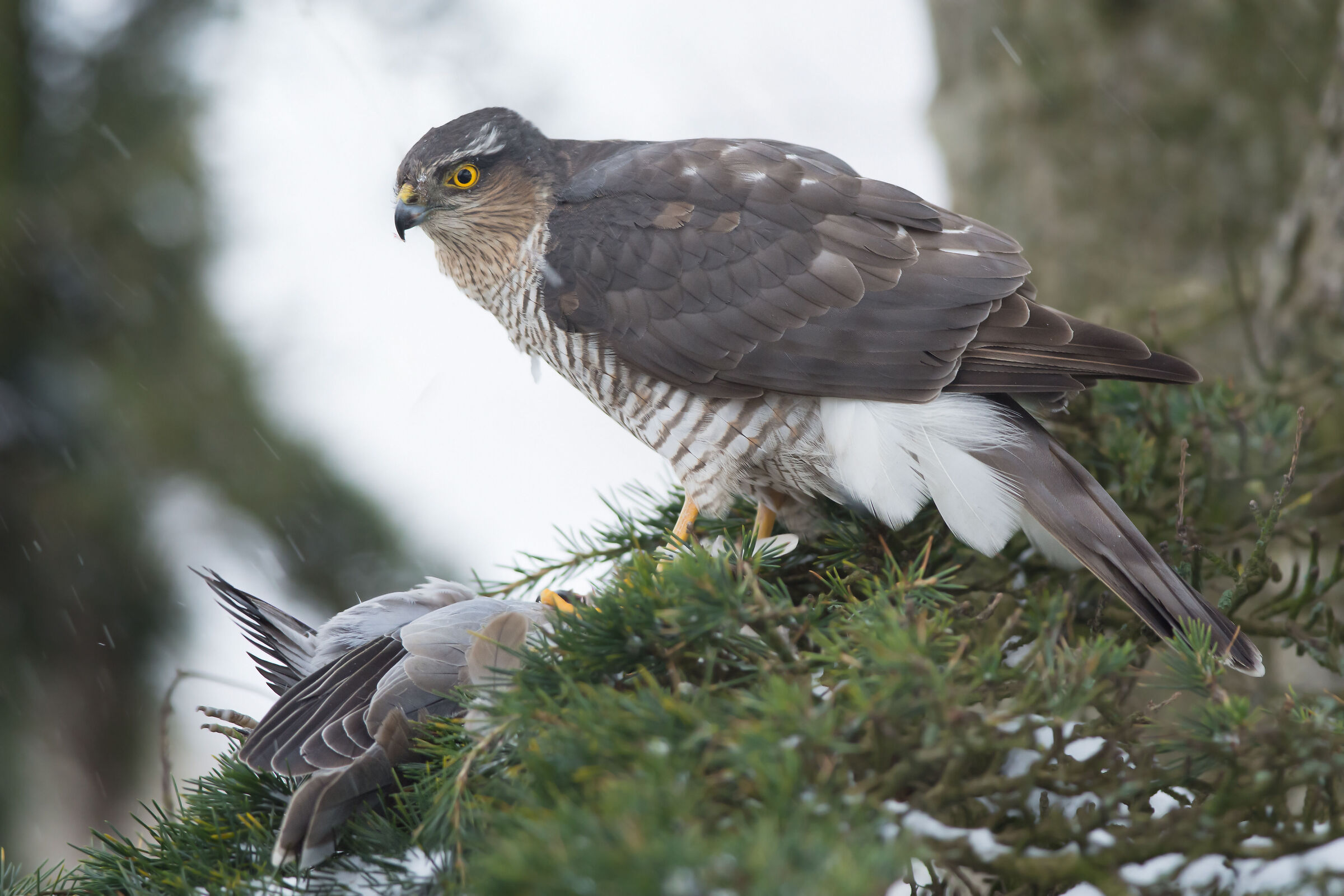 sparrowhawk con preda