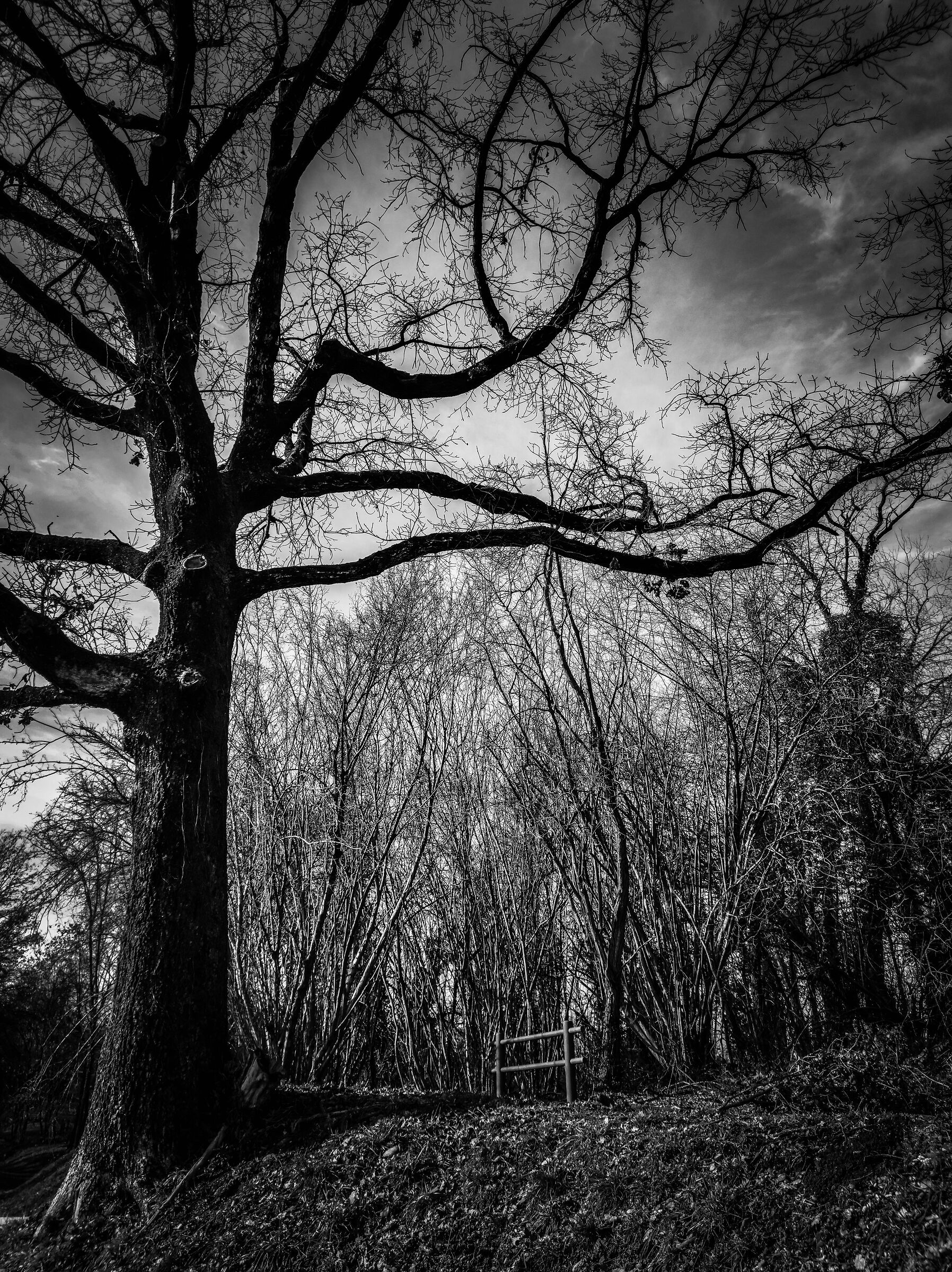 You're my oak