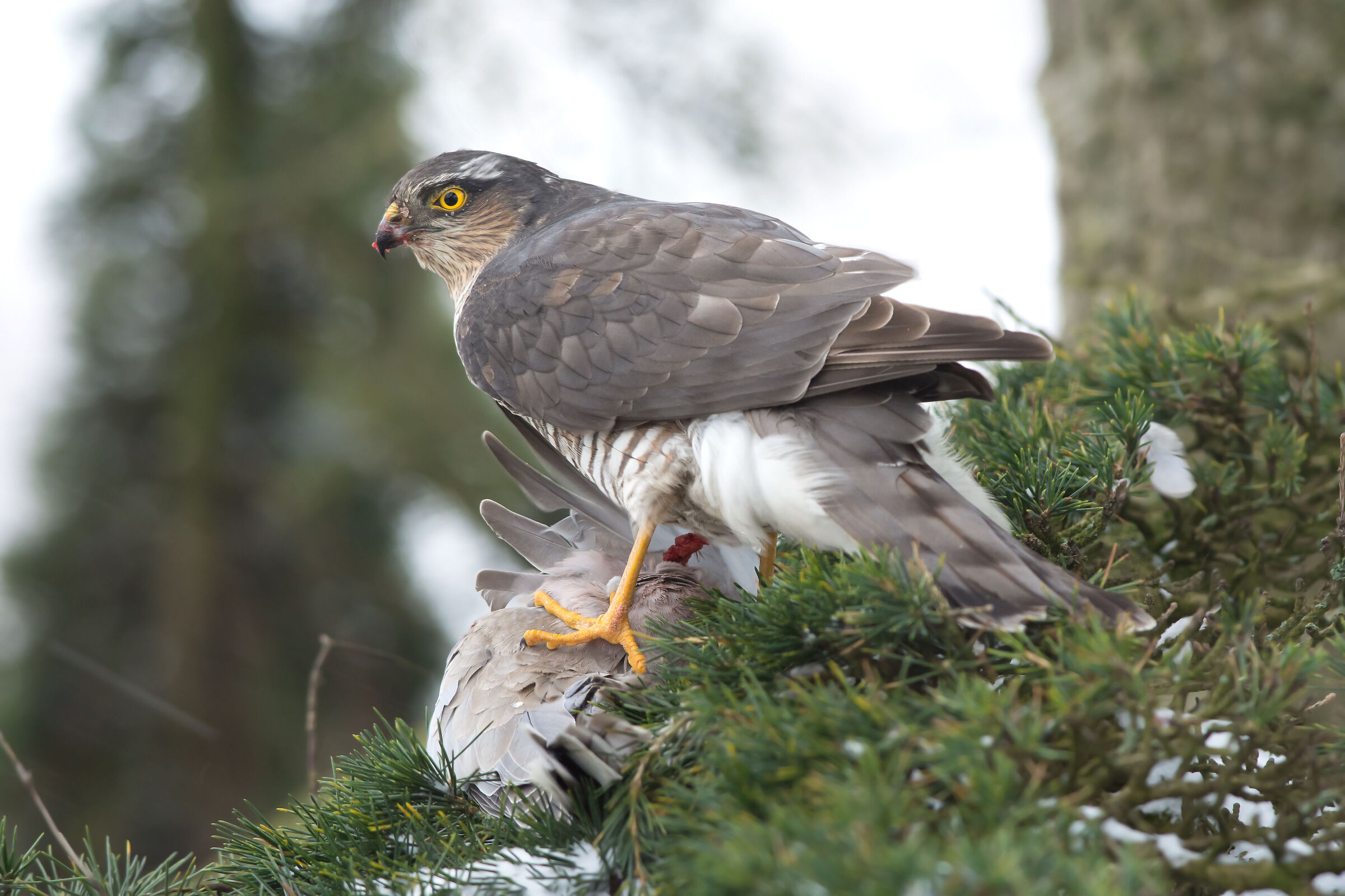 Sparrowhawk con colomba dal collare