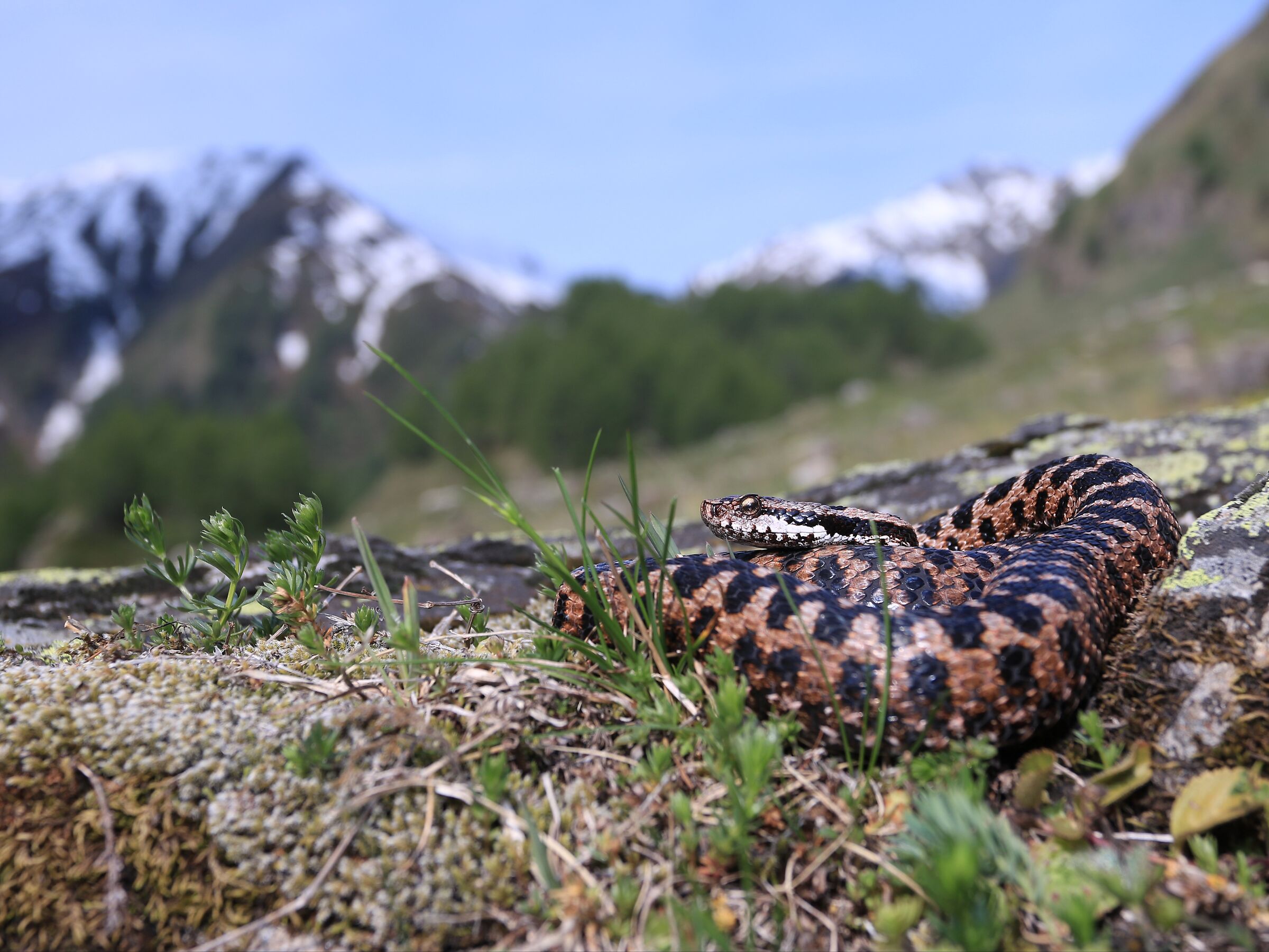 Vipera aspis aspis ex atra, maschio