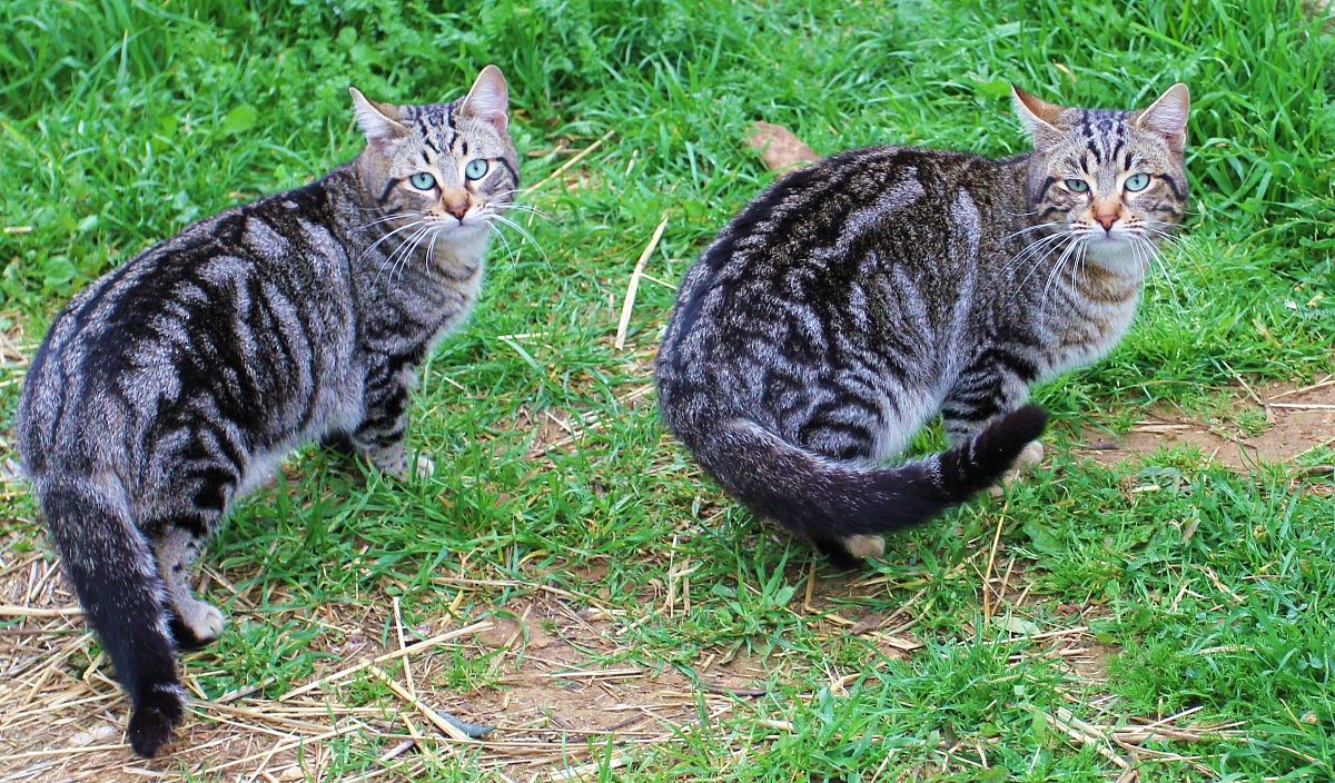 I Cugini di campagna.....