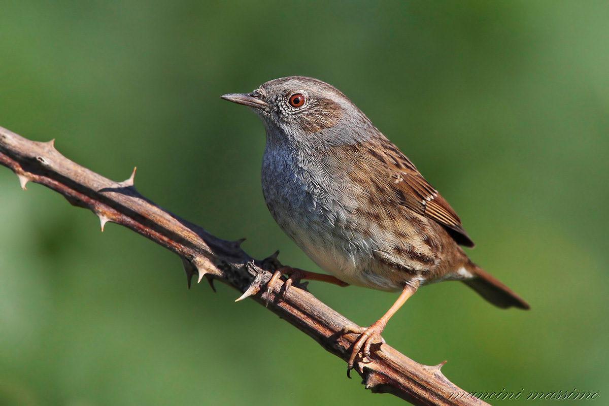 Passera scopaiola III (Prunella modularis)
