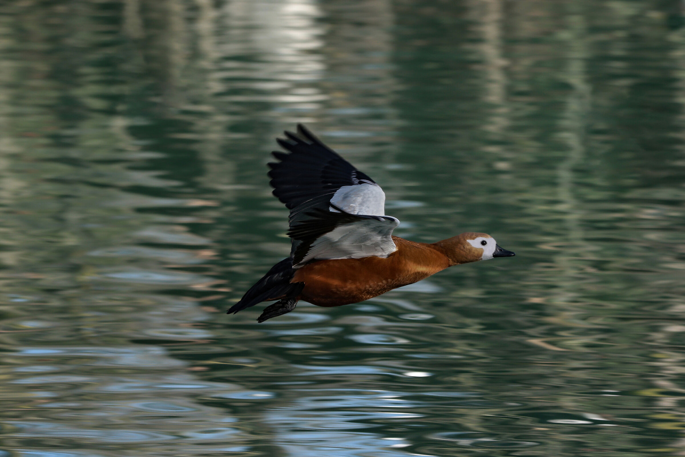 Anatra Ogar (papero rosso)