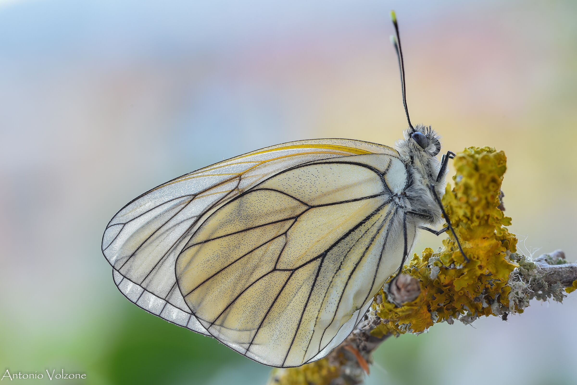 Aporia