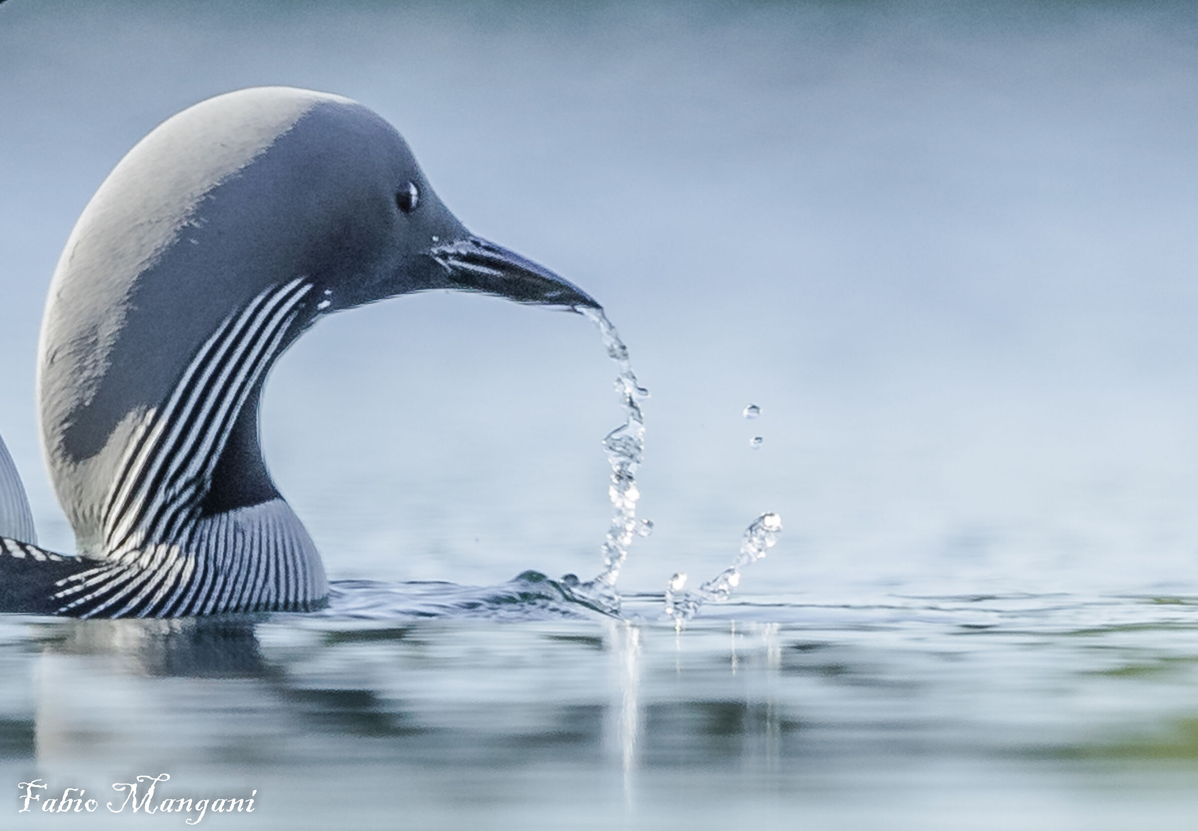 Strolaga mezzana ........Finland