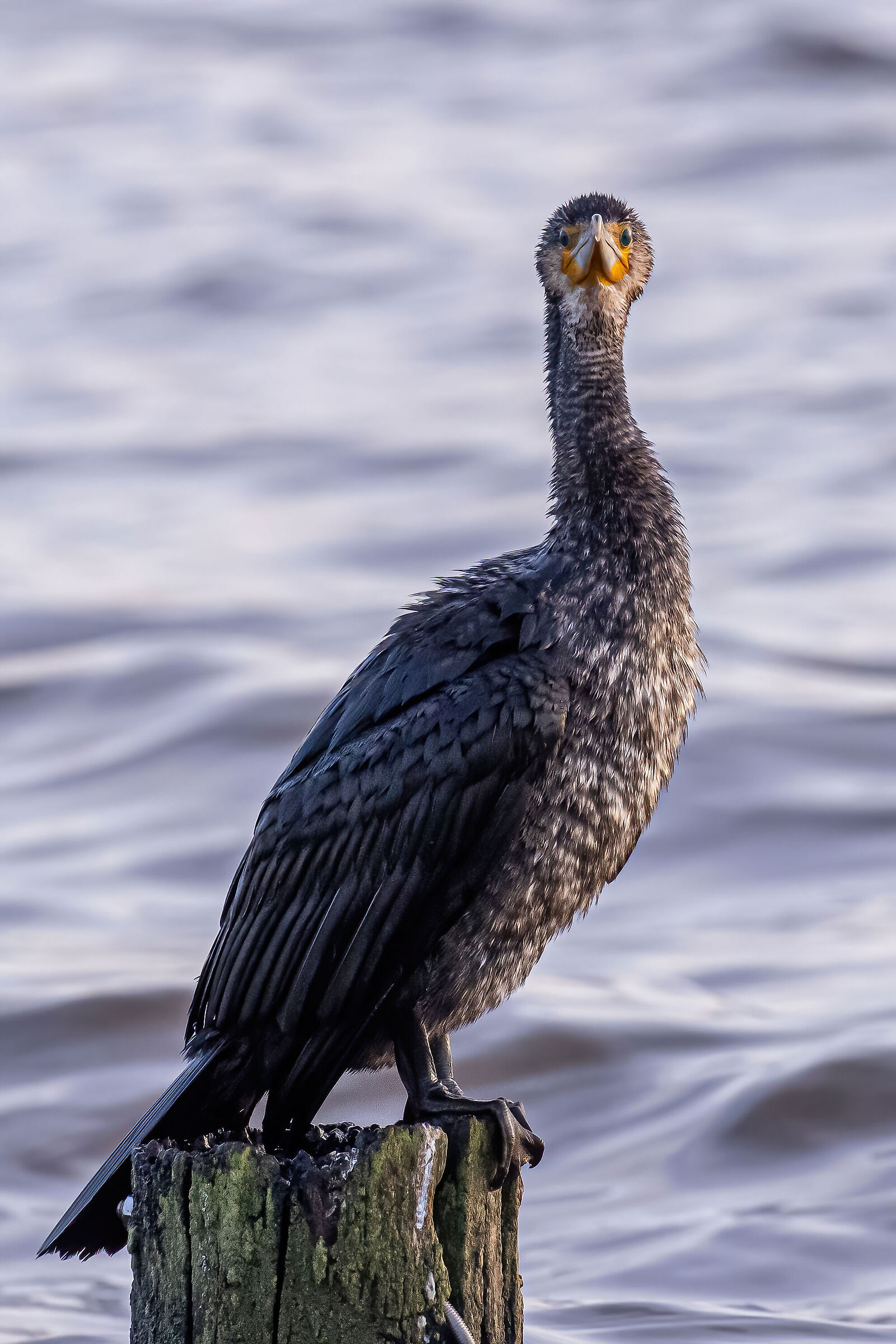 Cormorant