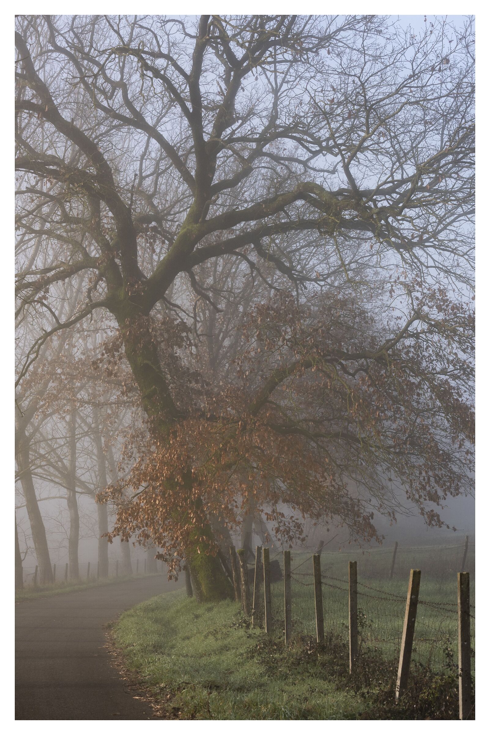 Nella nebbia del mattino