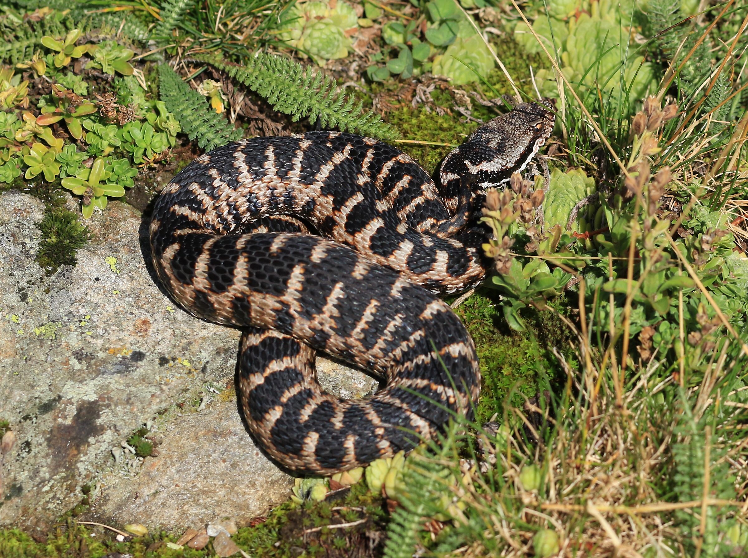 Vipera aspis aspis ex atra, maschio