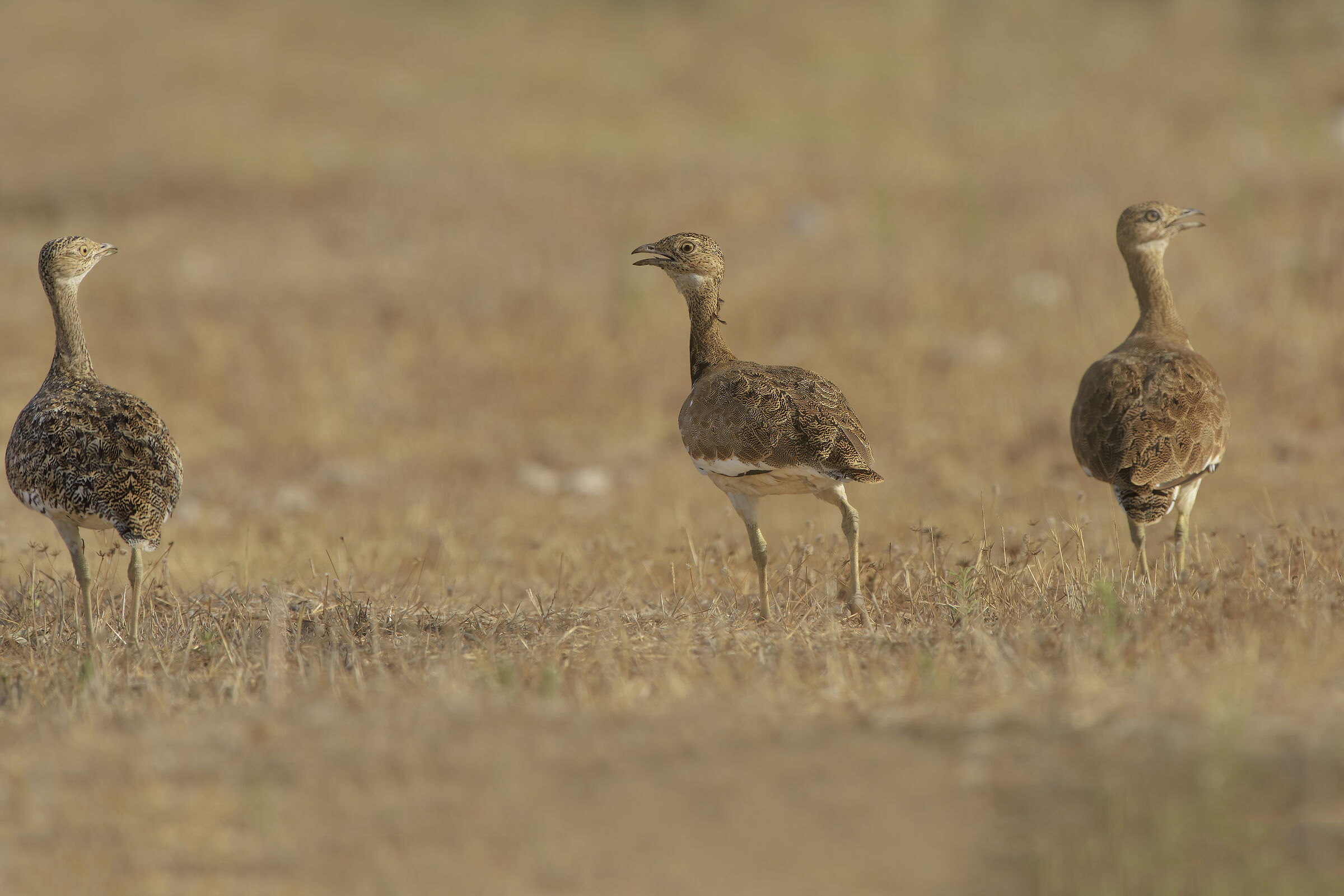 gallina prataiola (otarda media)
