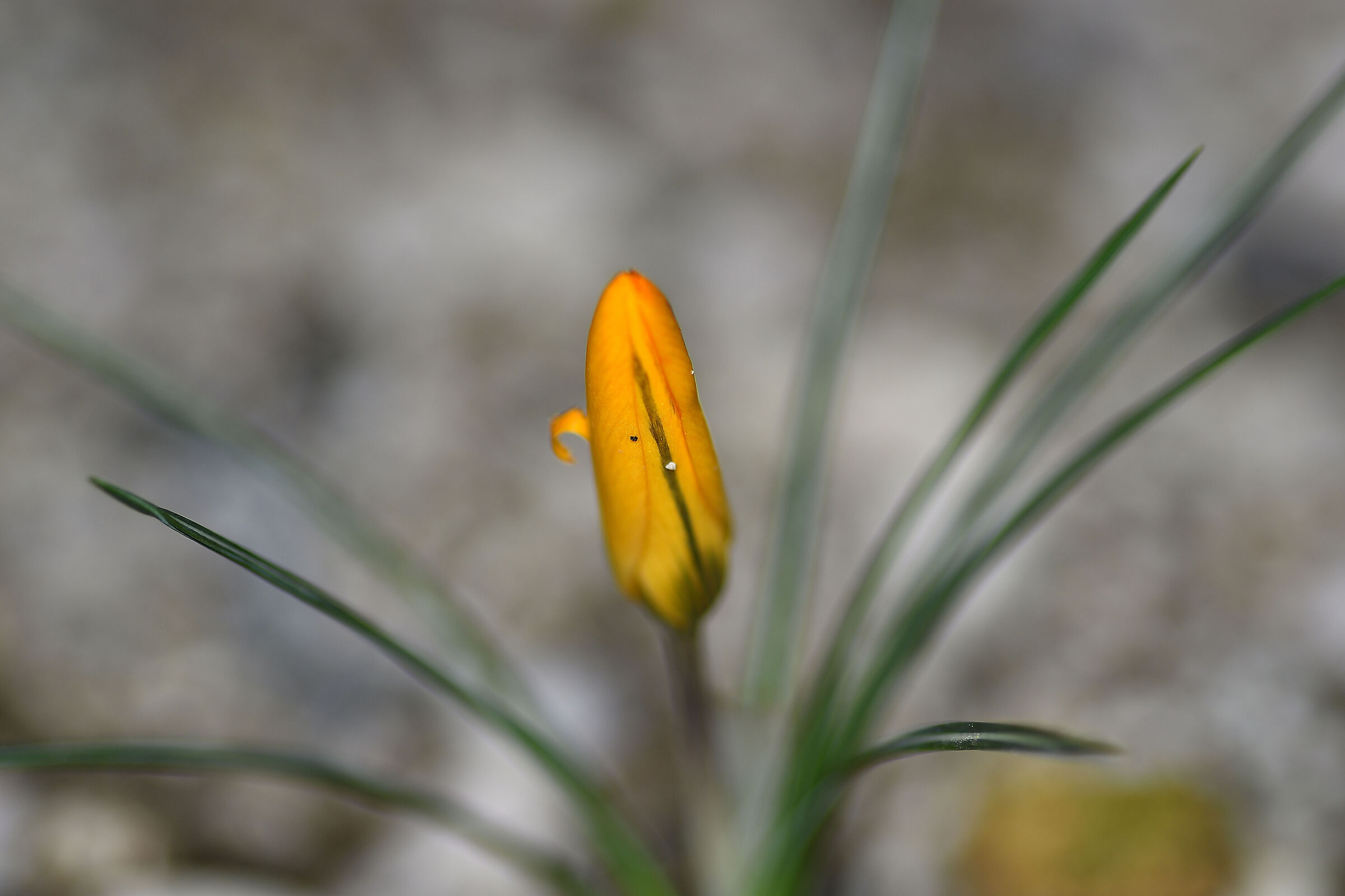La primavera è vicina...