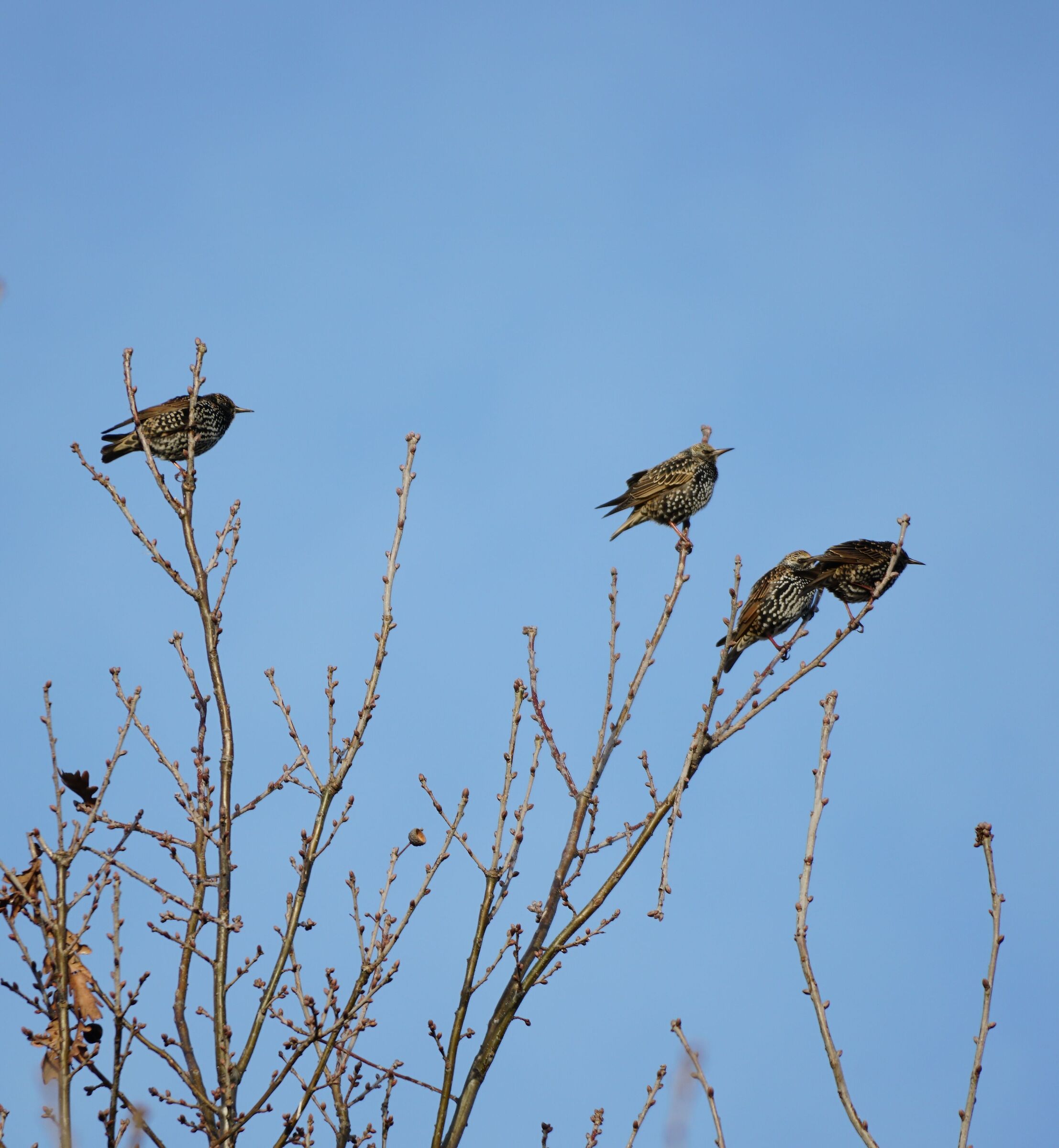 L'albero degli storni