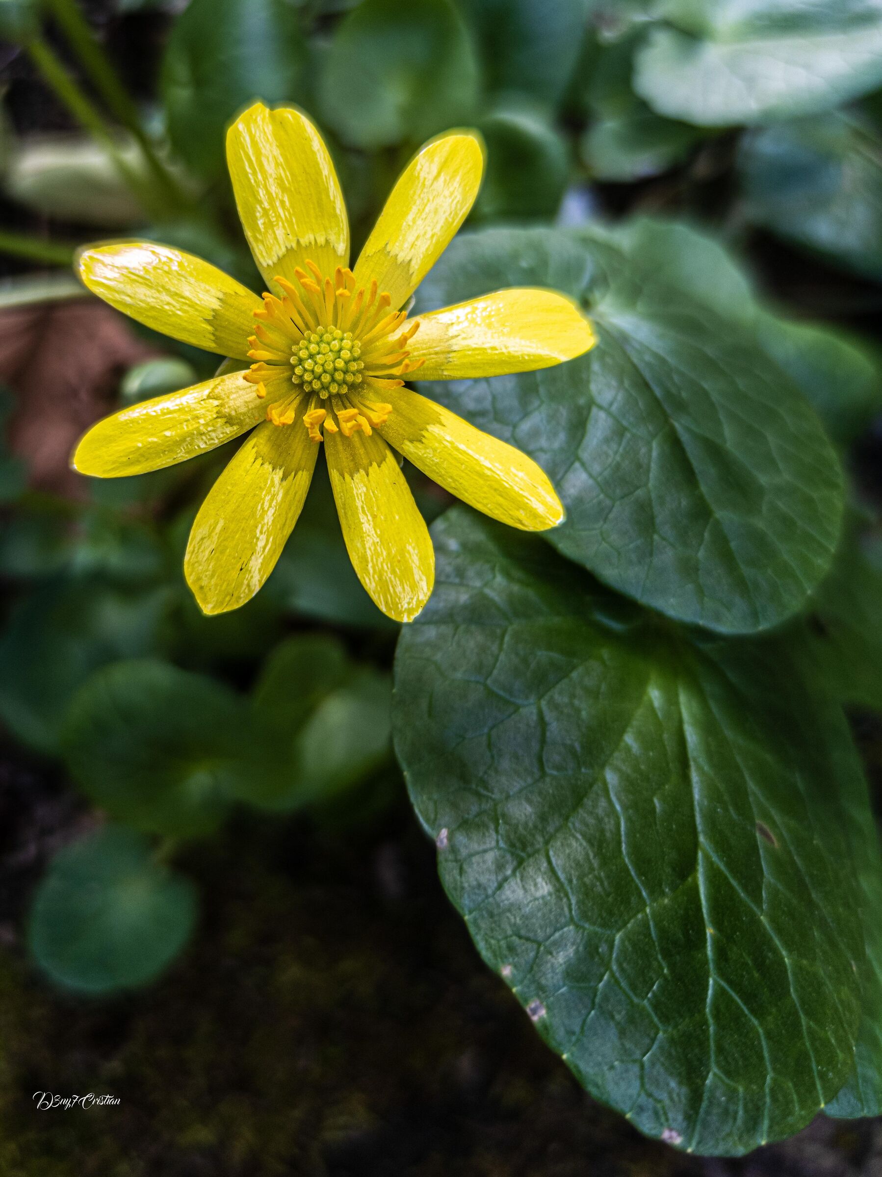 Ranunculus ficaria(ranuncolo favagello)