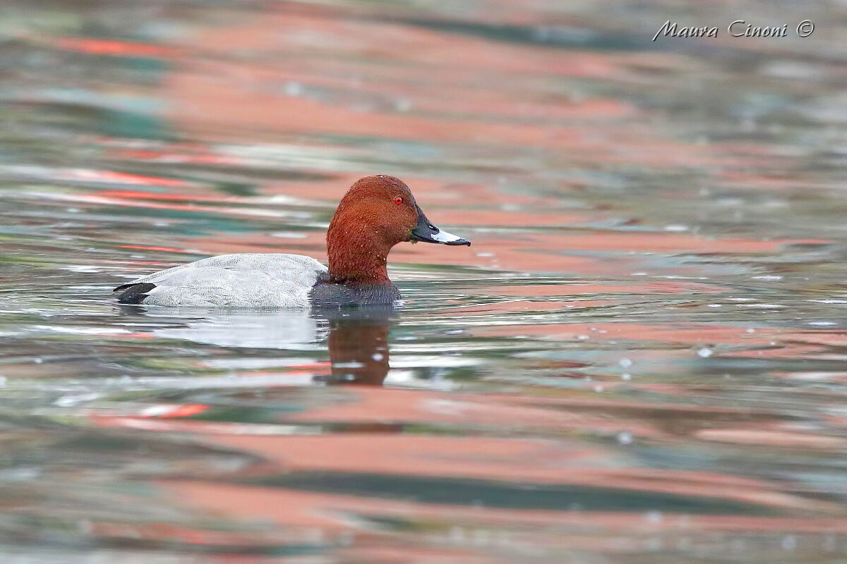 Moriglione nel Rosso