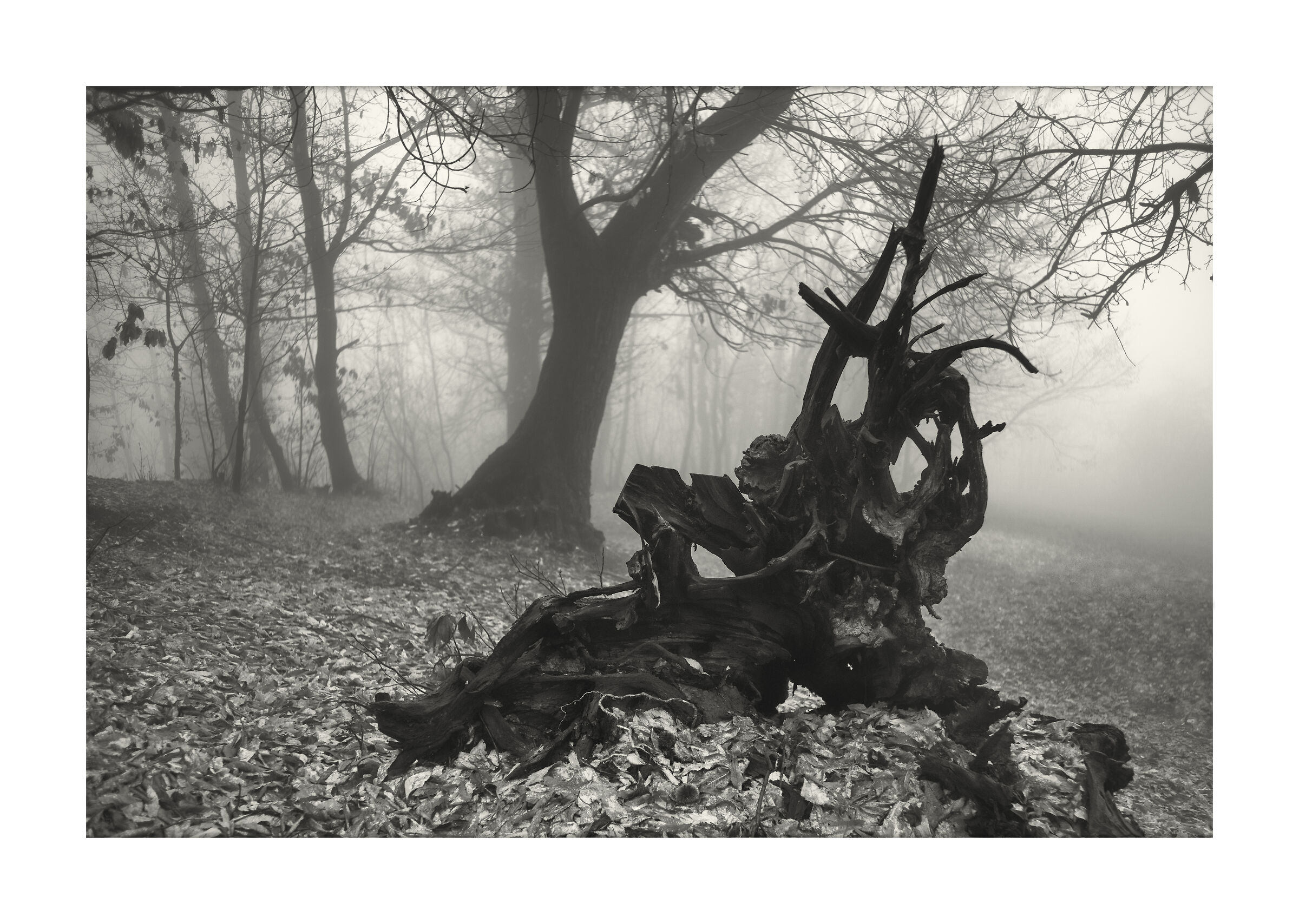 Presenze note tra la nebbia