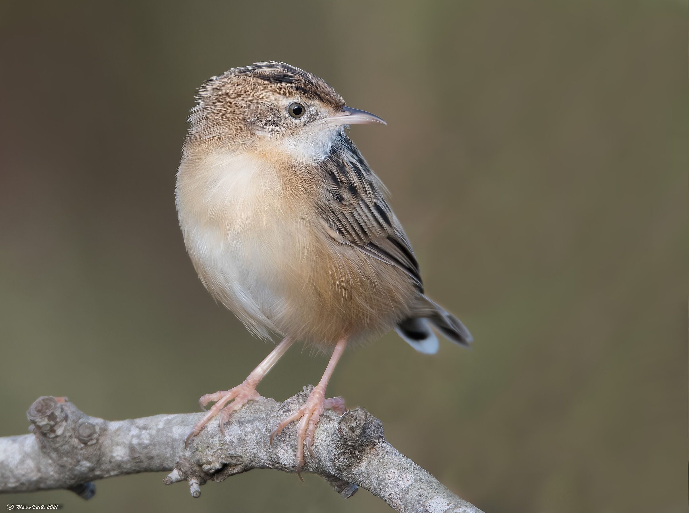 Beccamoschino Department (Cisticola juncidis)