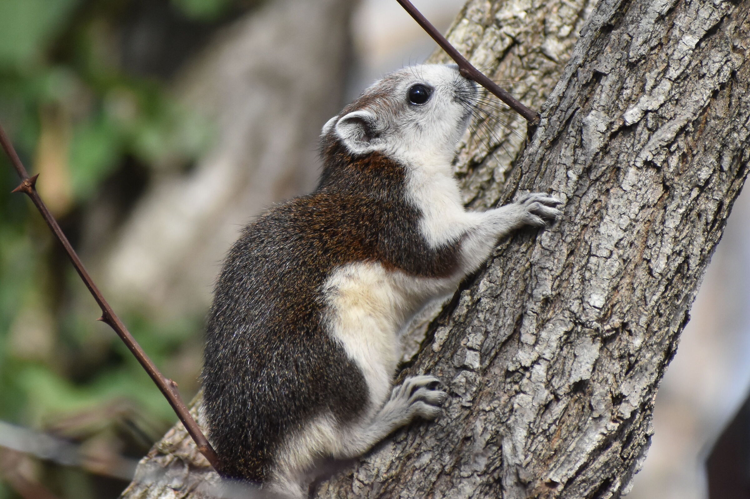 Scoiattolo taliandese