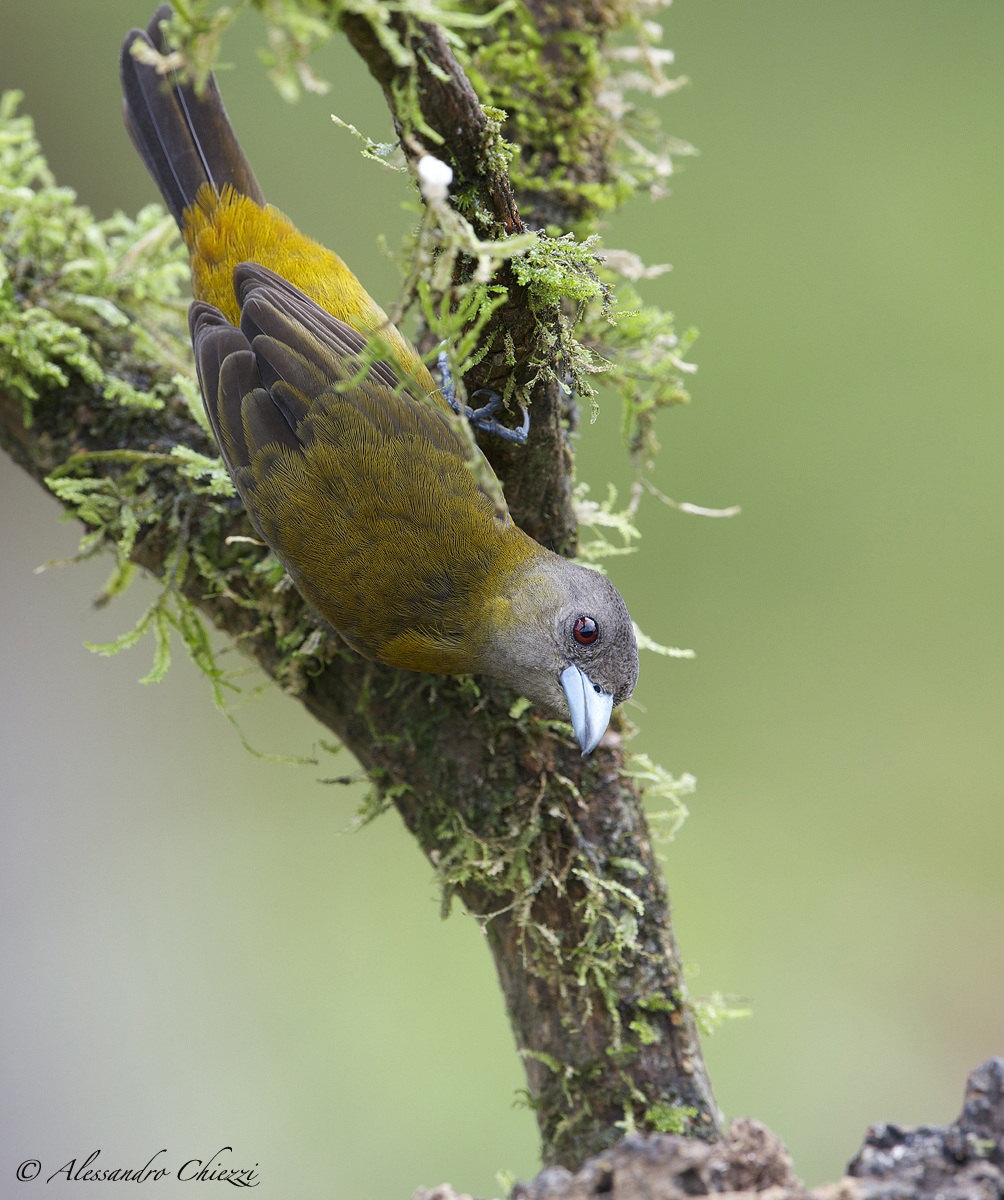 Rump scarlet tanagers (female)