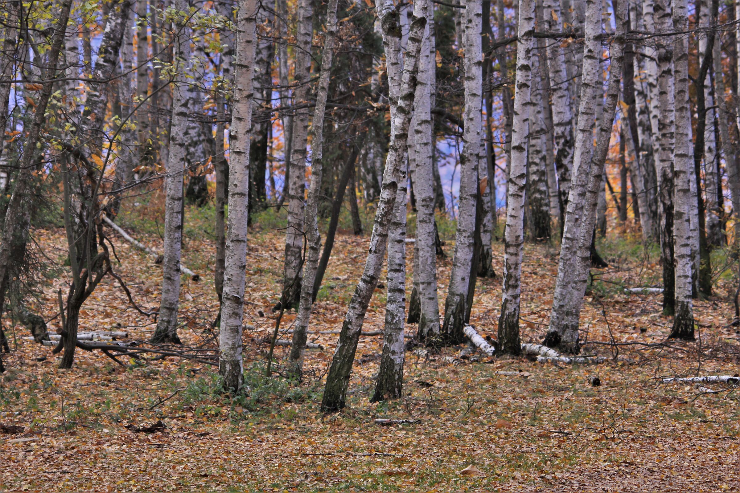 Alba betula