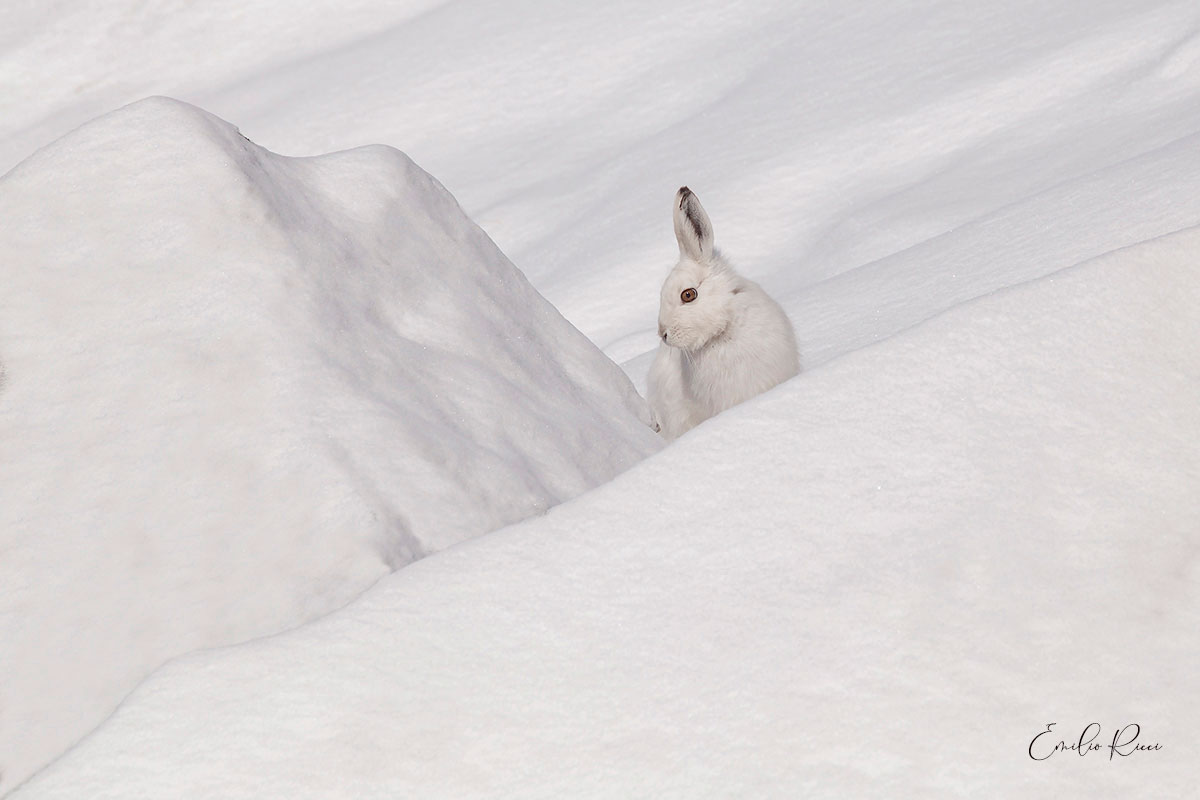 Variable hare