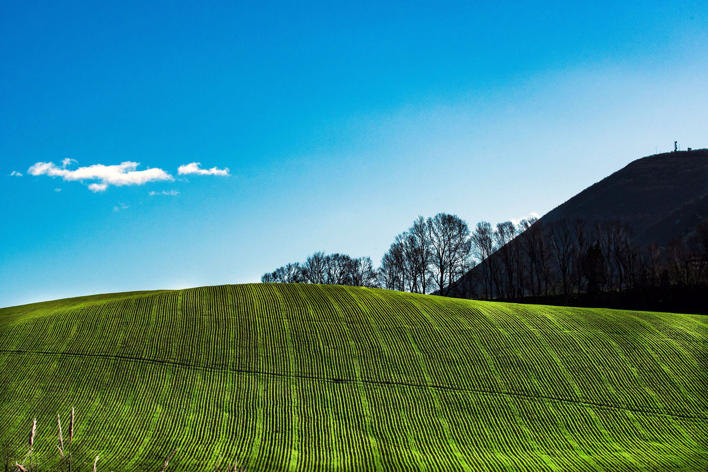 Early hints of Spring