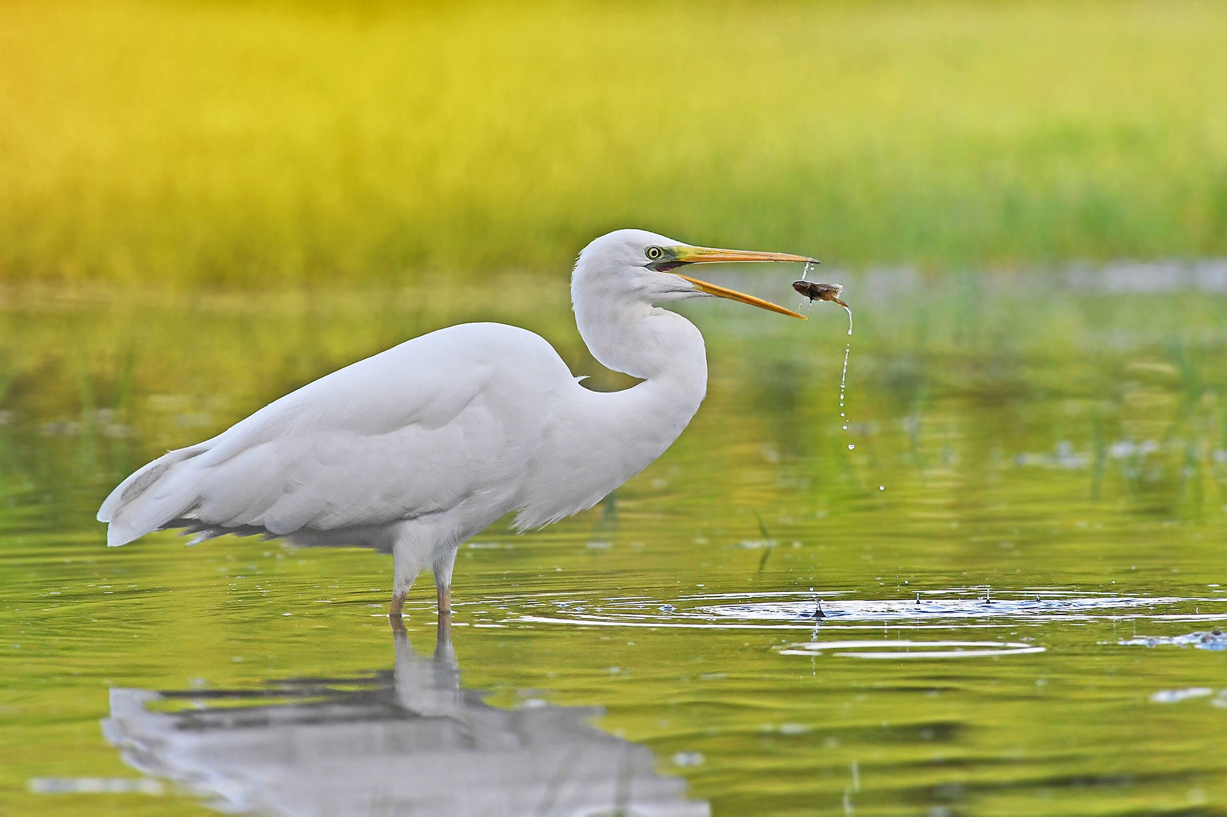 Feather Stories 3 ( Greater White Heron )