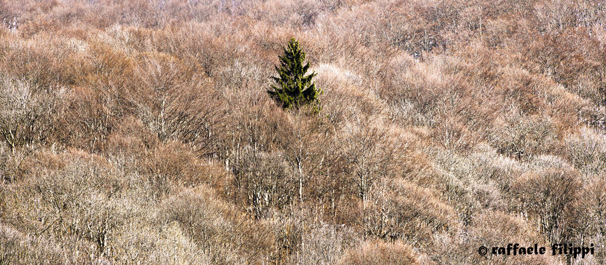 The Solitude of fir in a sea of Beech Trees