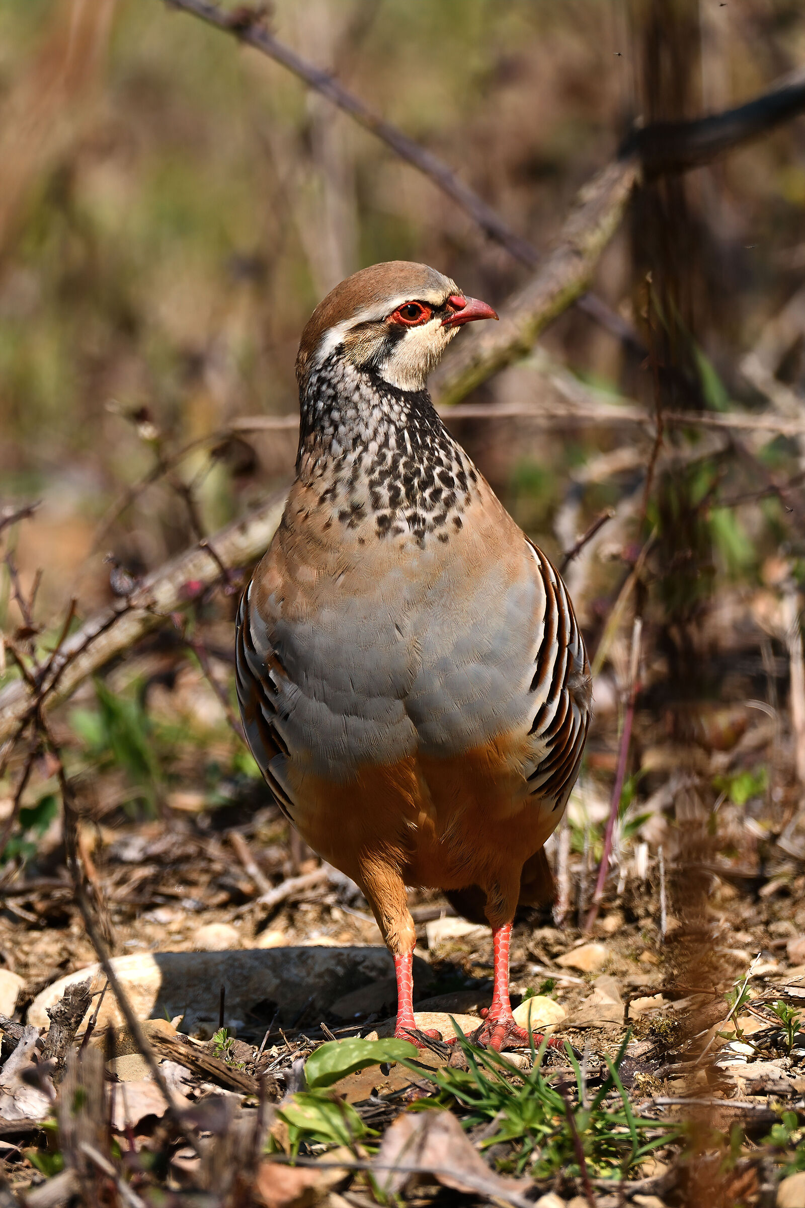 Red partridge