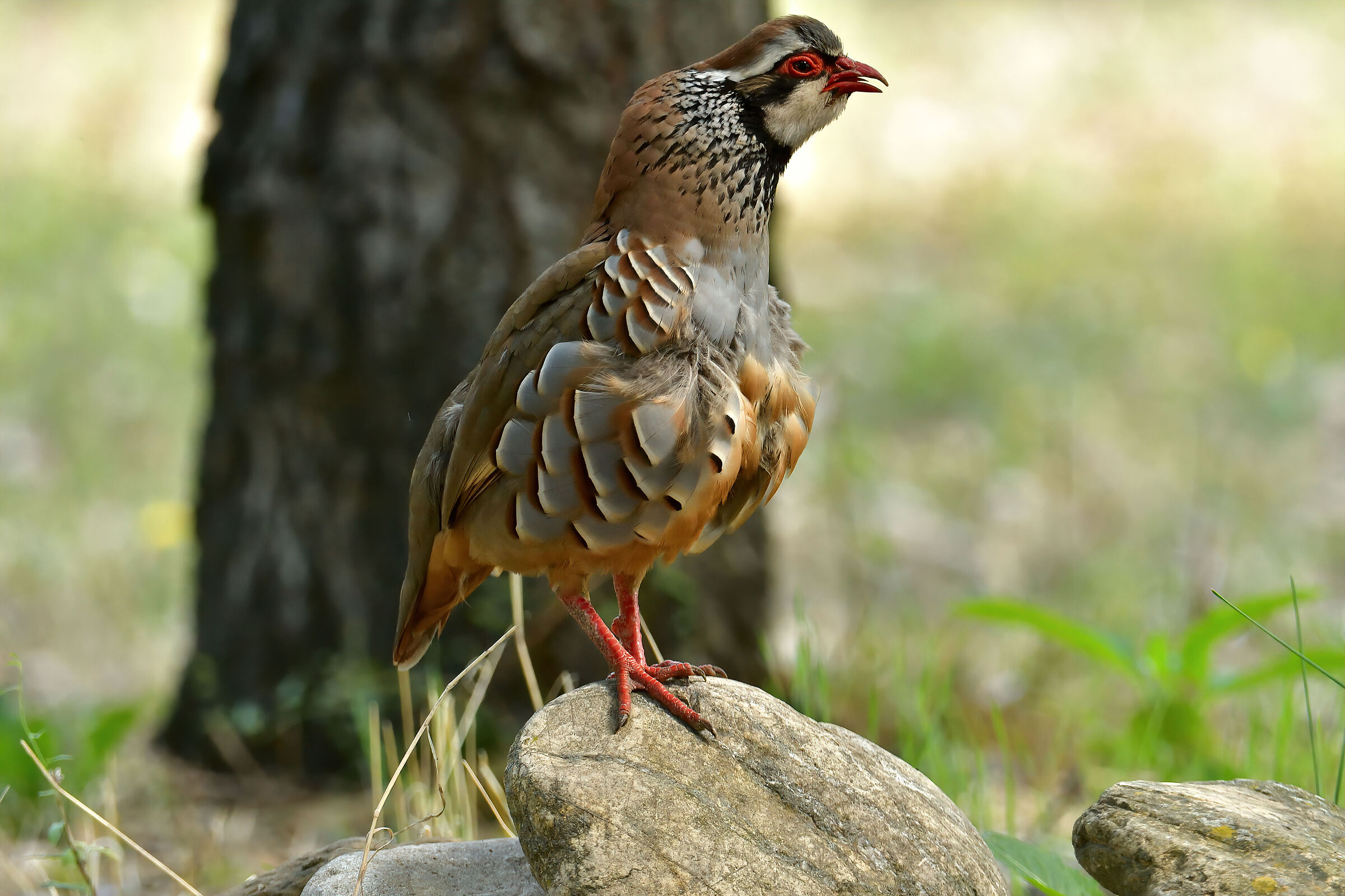 Red partridge