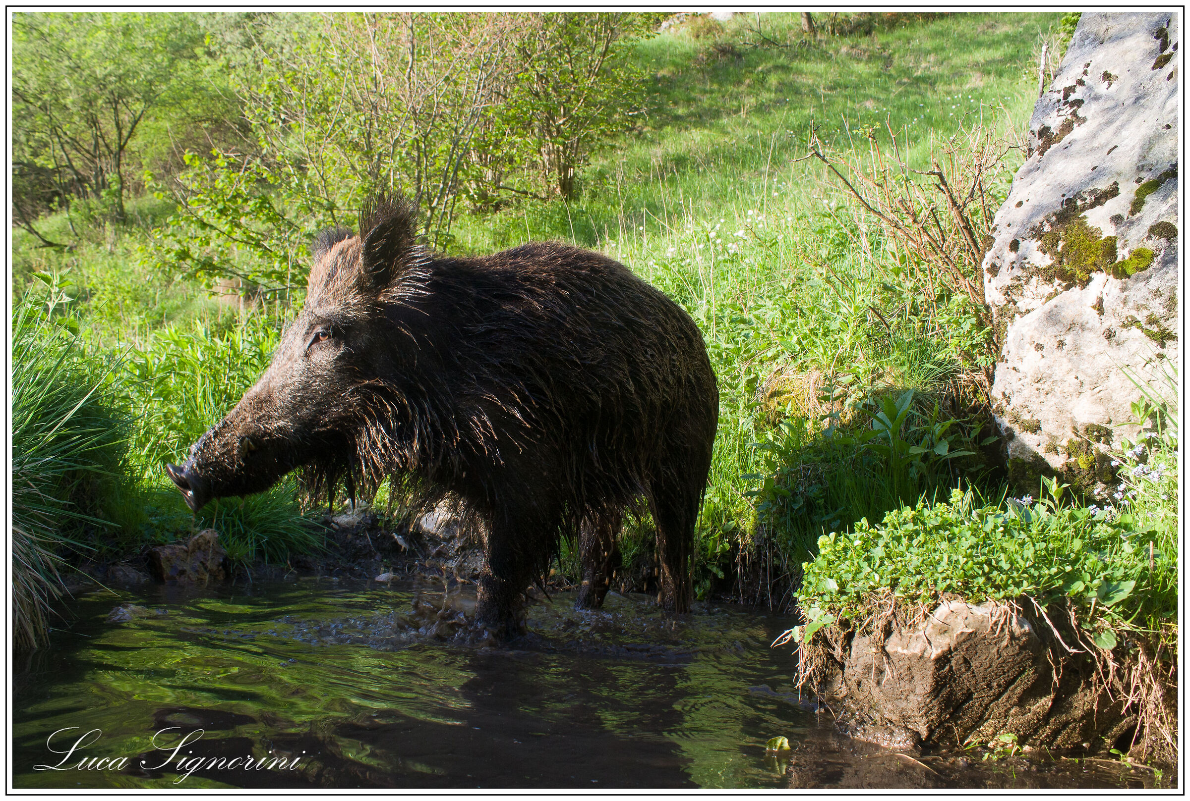 ..appena usciti da un bel bagno..