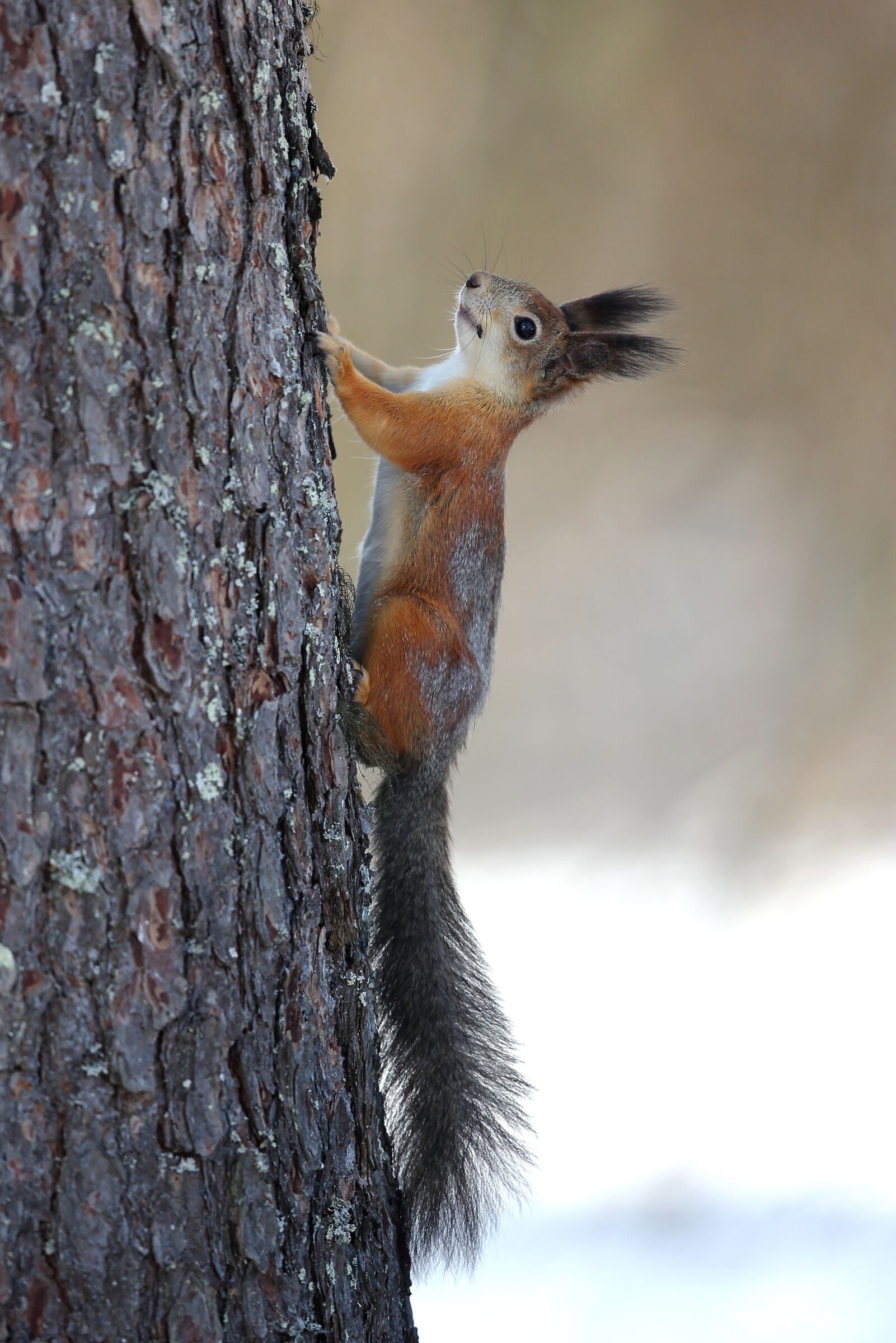 Red squirrel