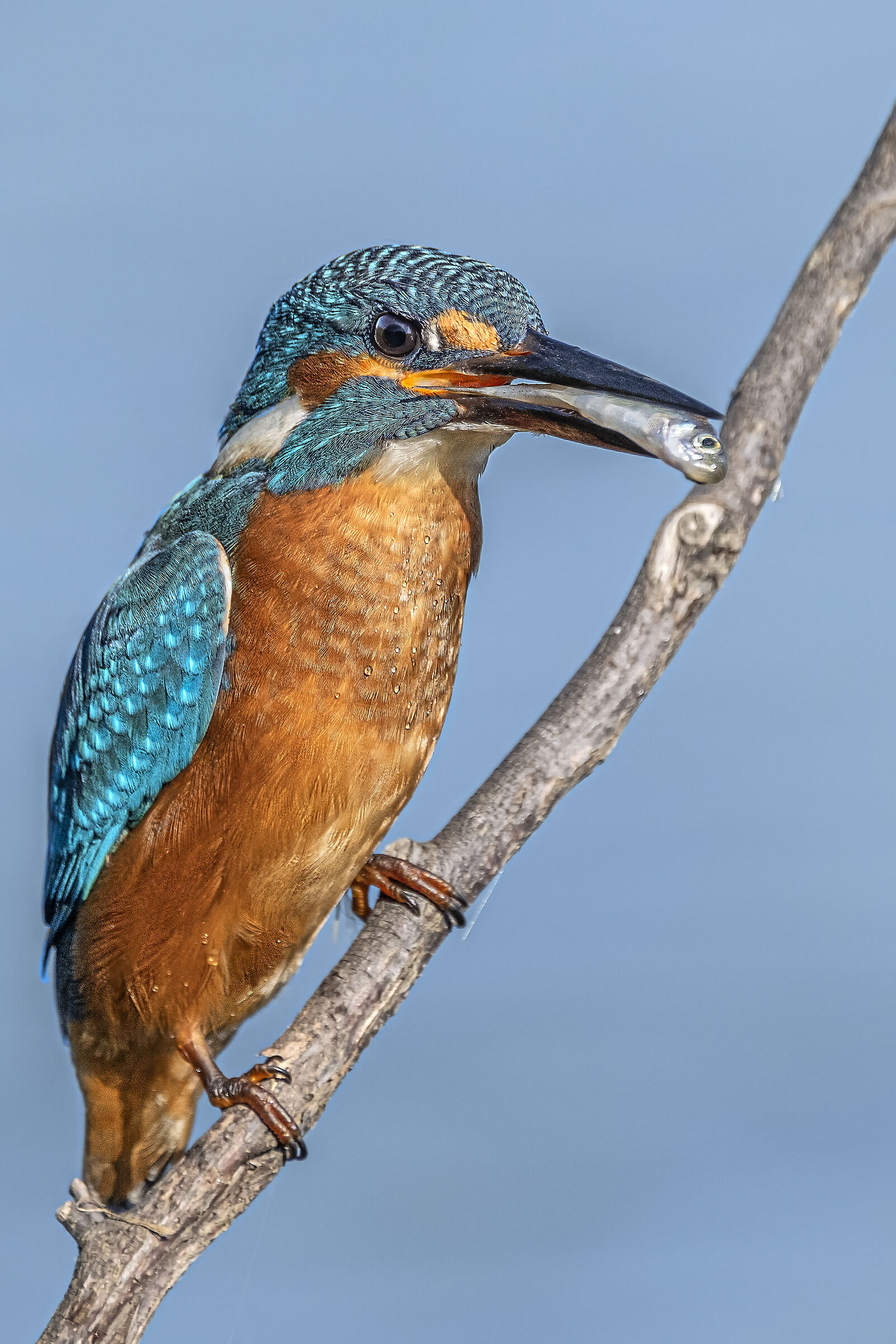Kingfisher with prey