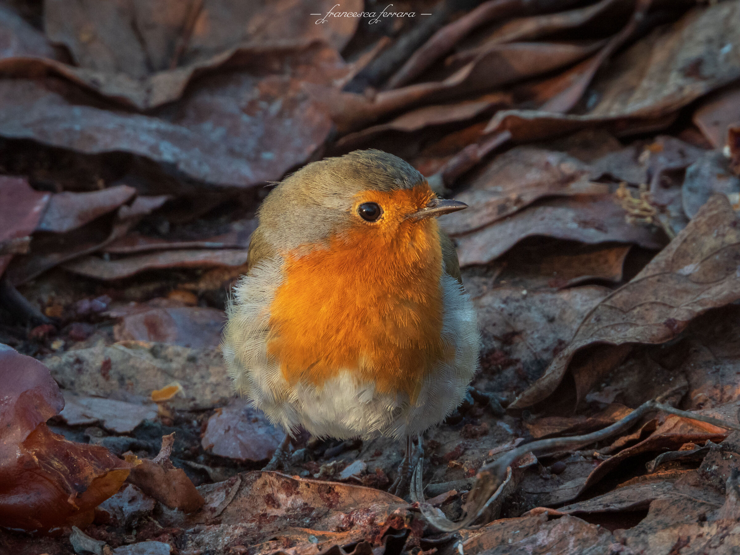 Pettirosso (Erithacus Rubecola)_7