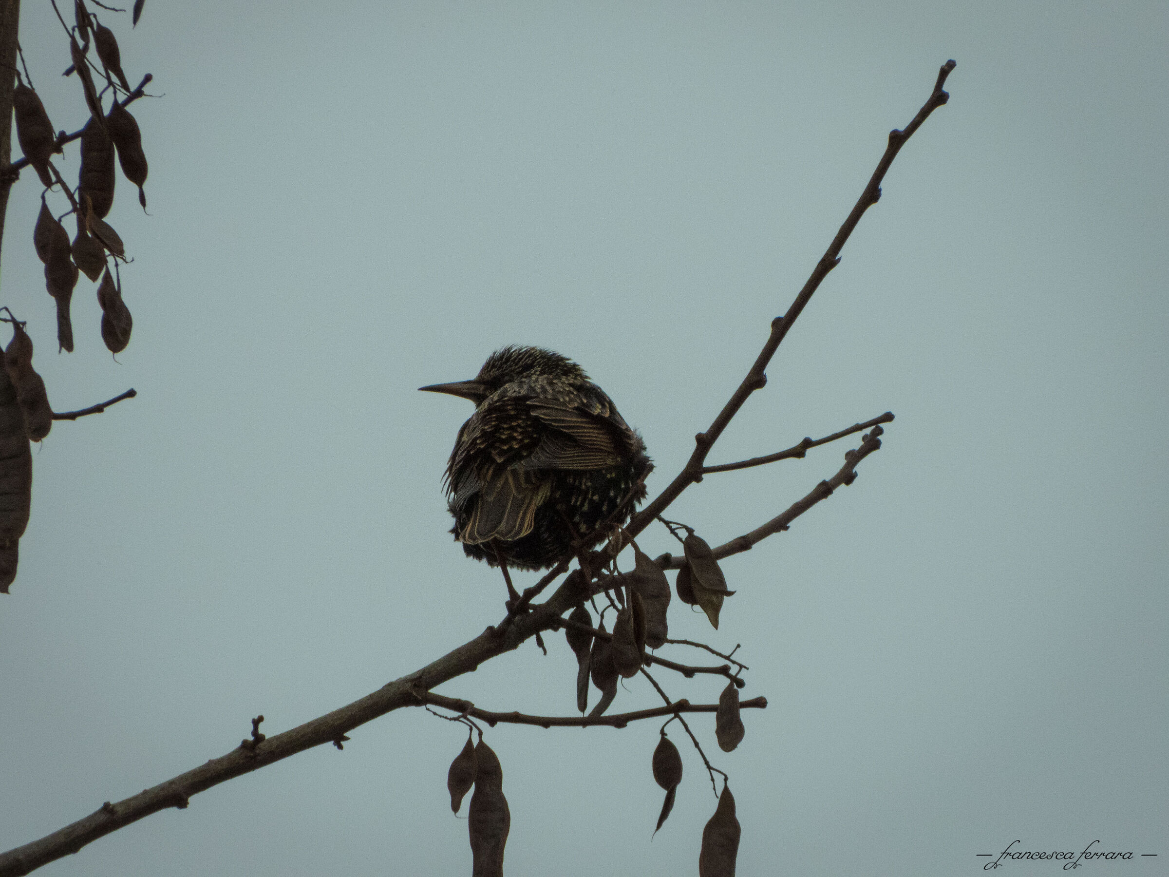 Storno (Sturnus vulgaris)