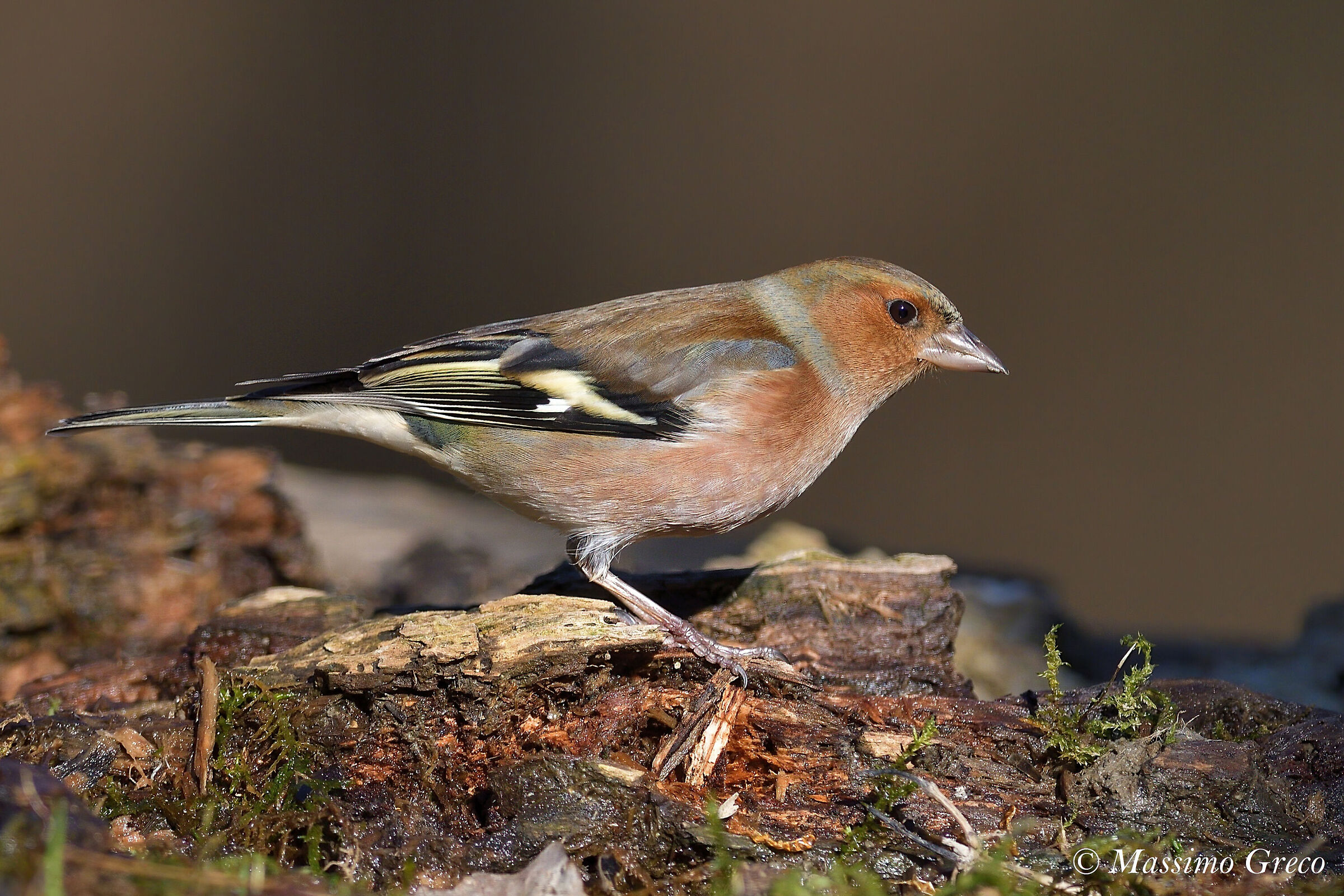 Chaffinch