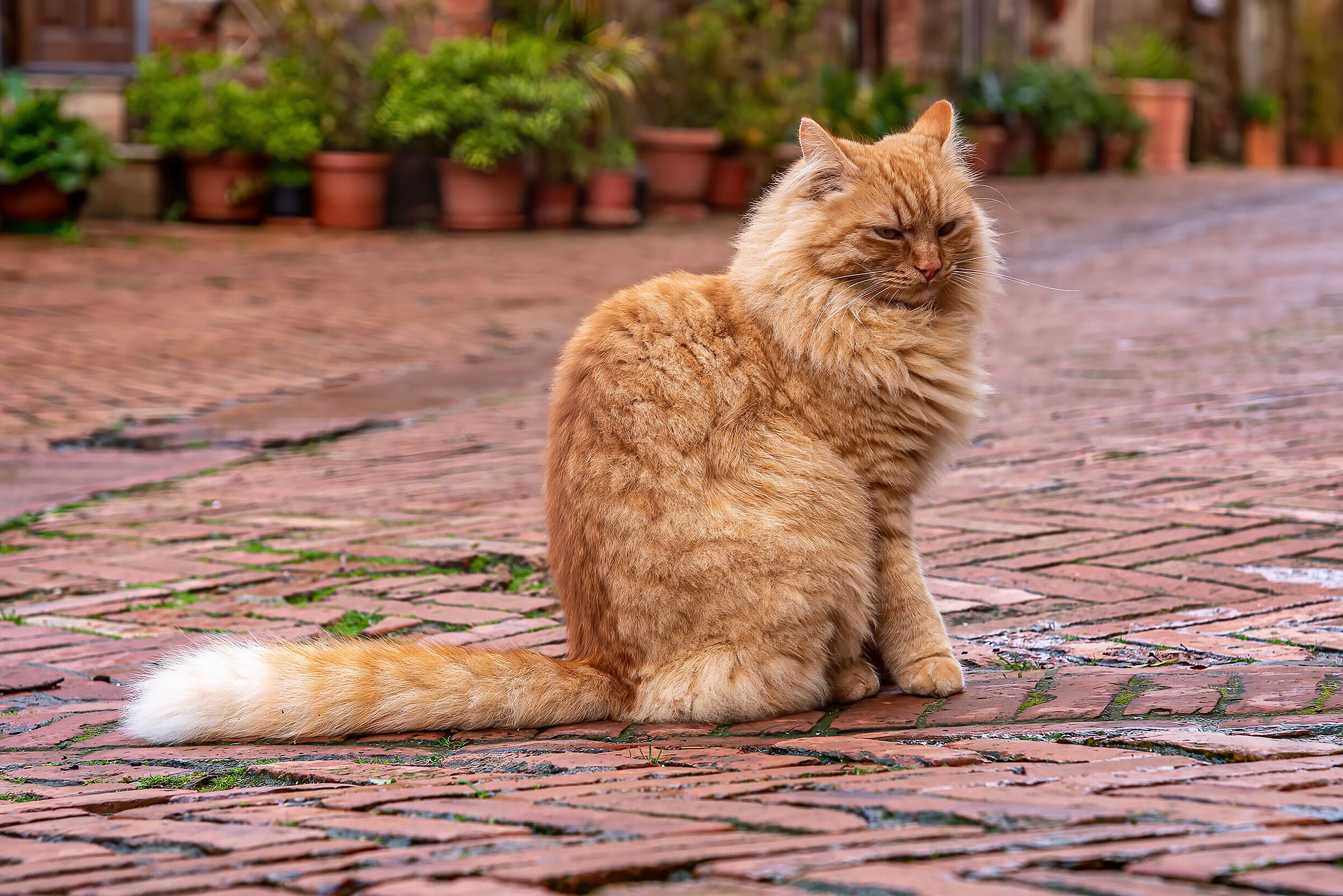 Gatto di Sovana..