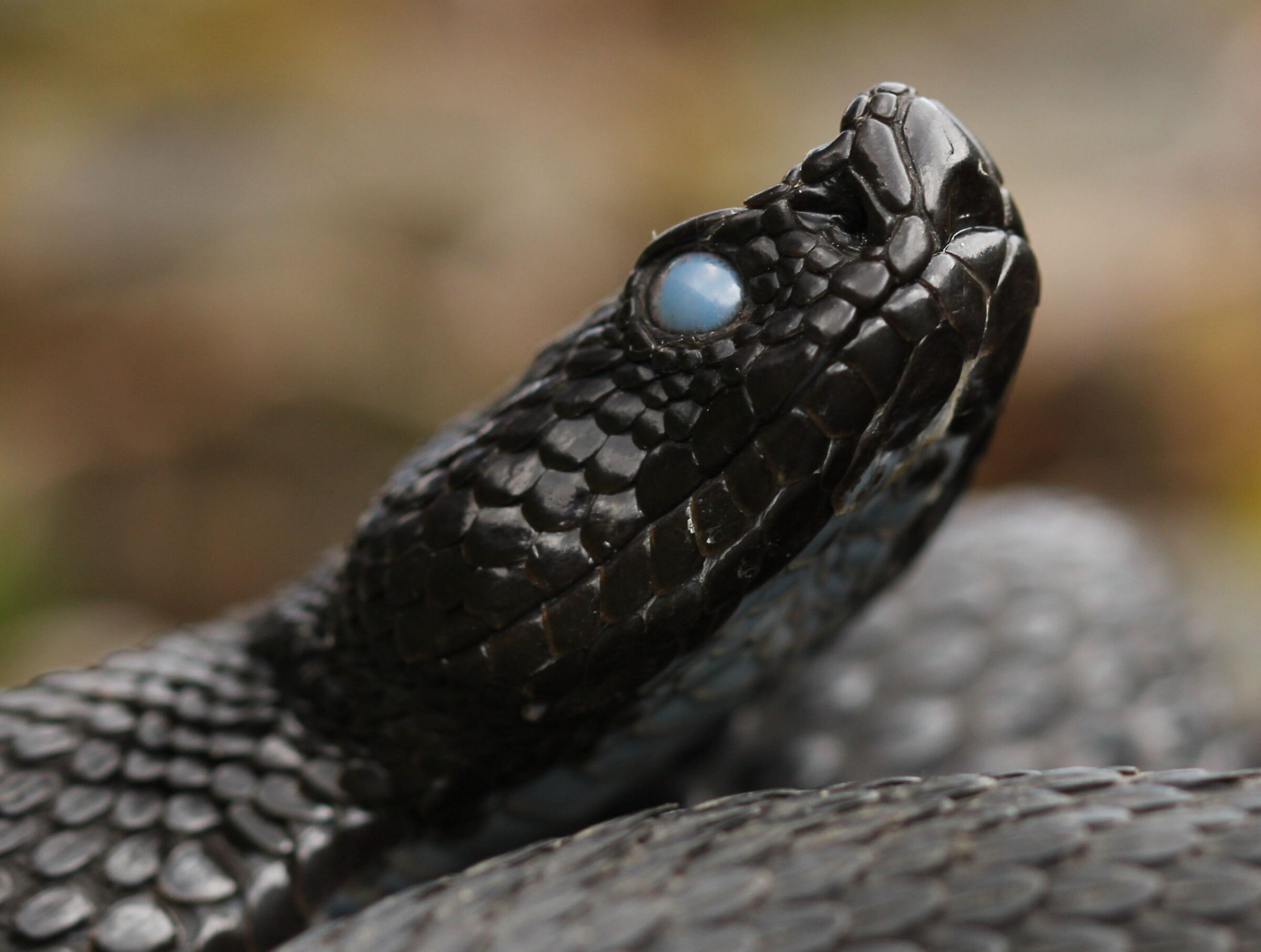 Vipera aspis aspis ex atra, maschio