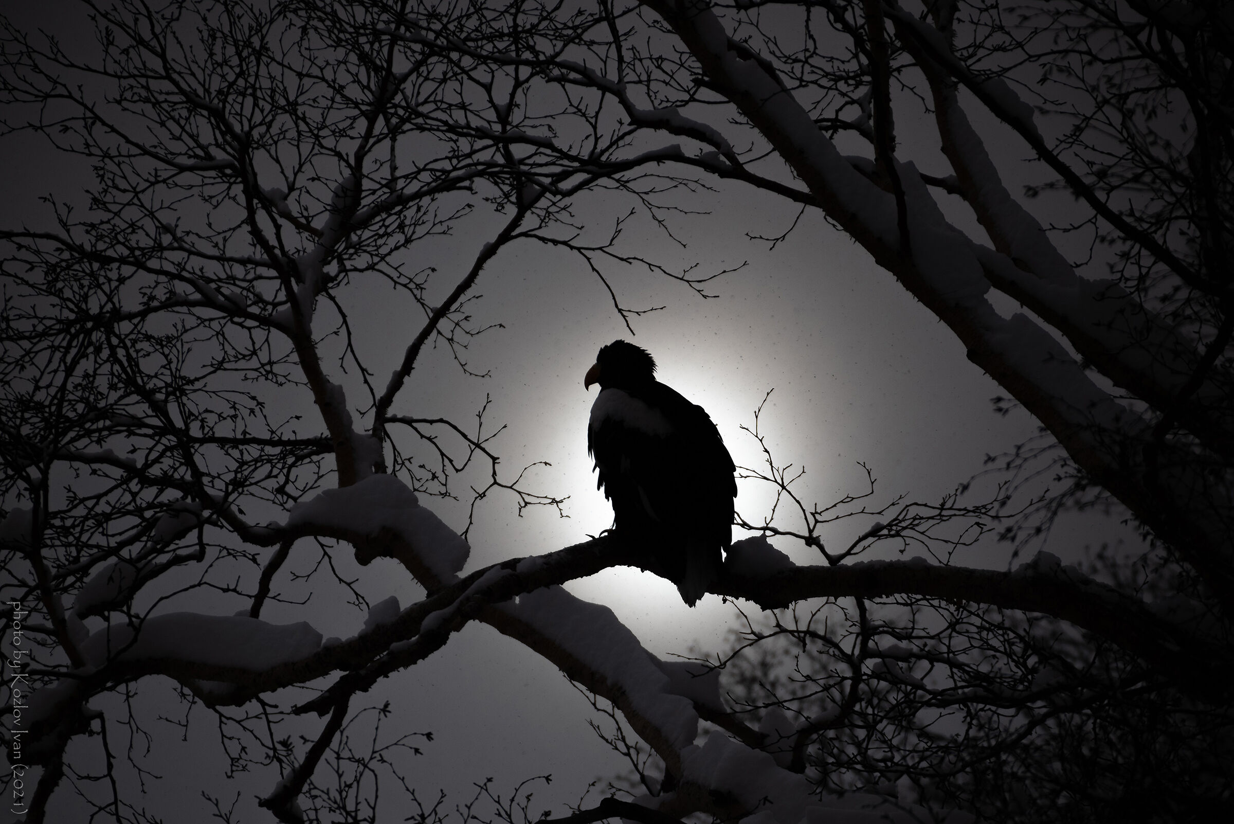L'aquila di mare di Steller. Kamchatka. Russia